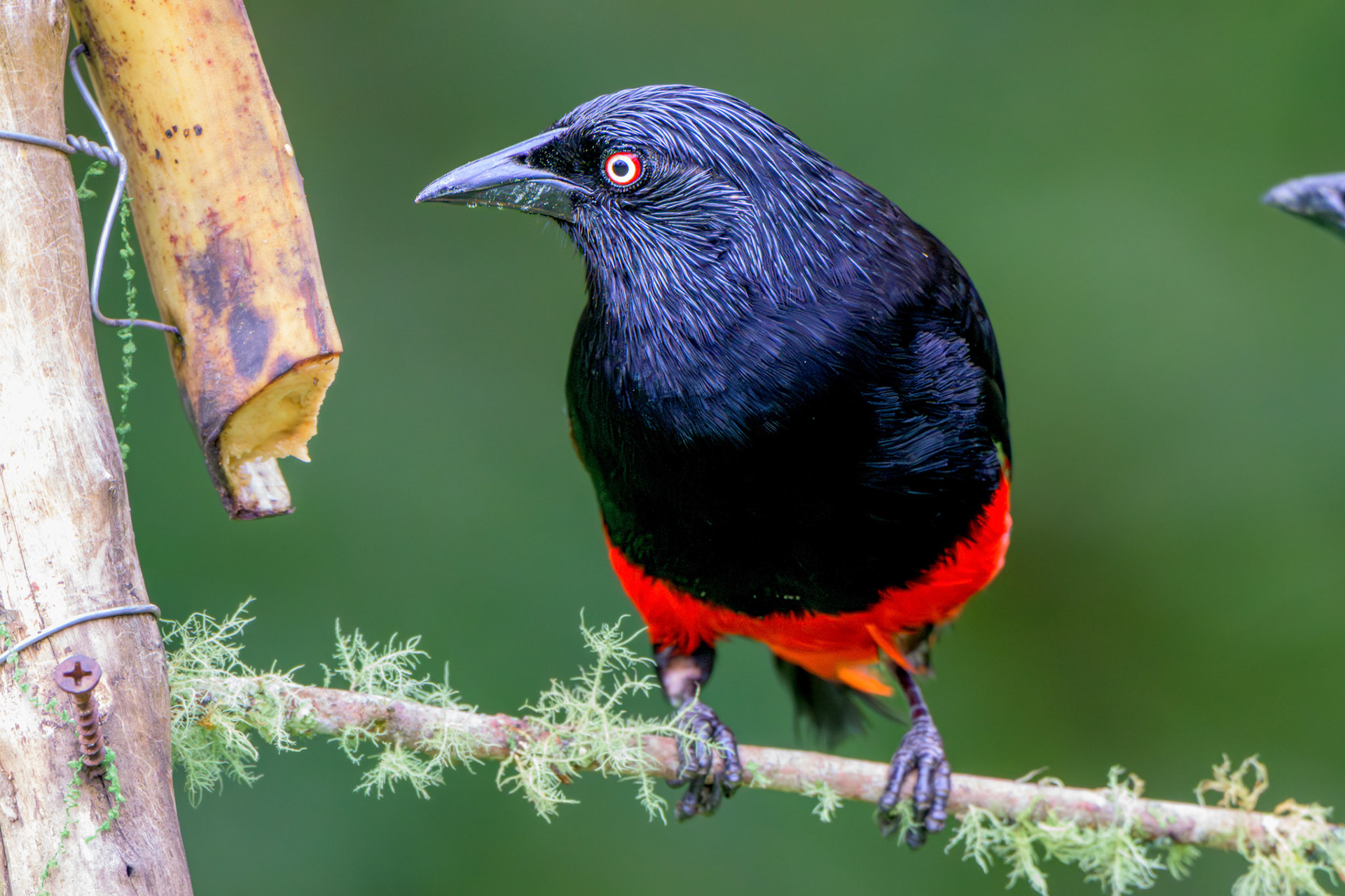 Red-bellied Grackle
