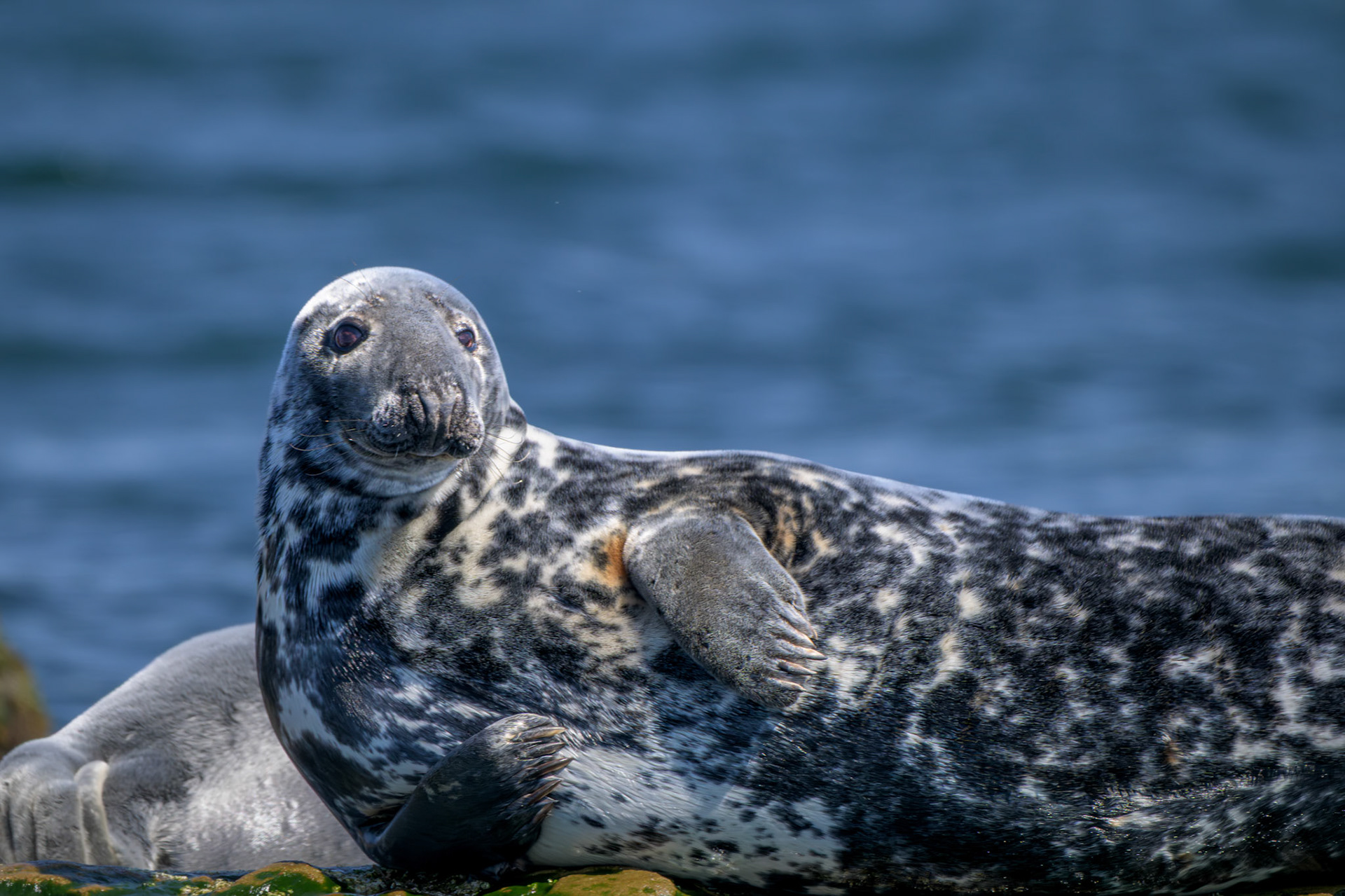 Gray Seal