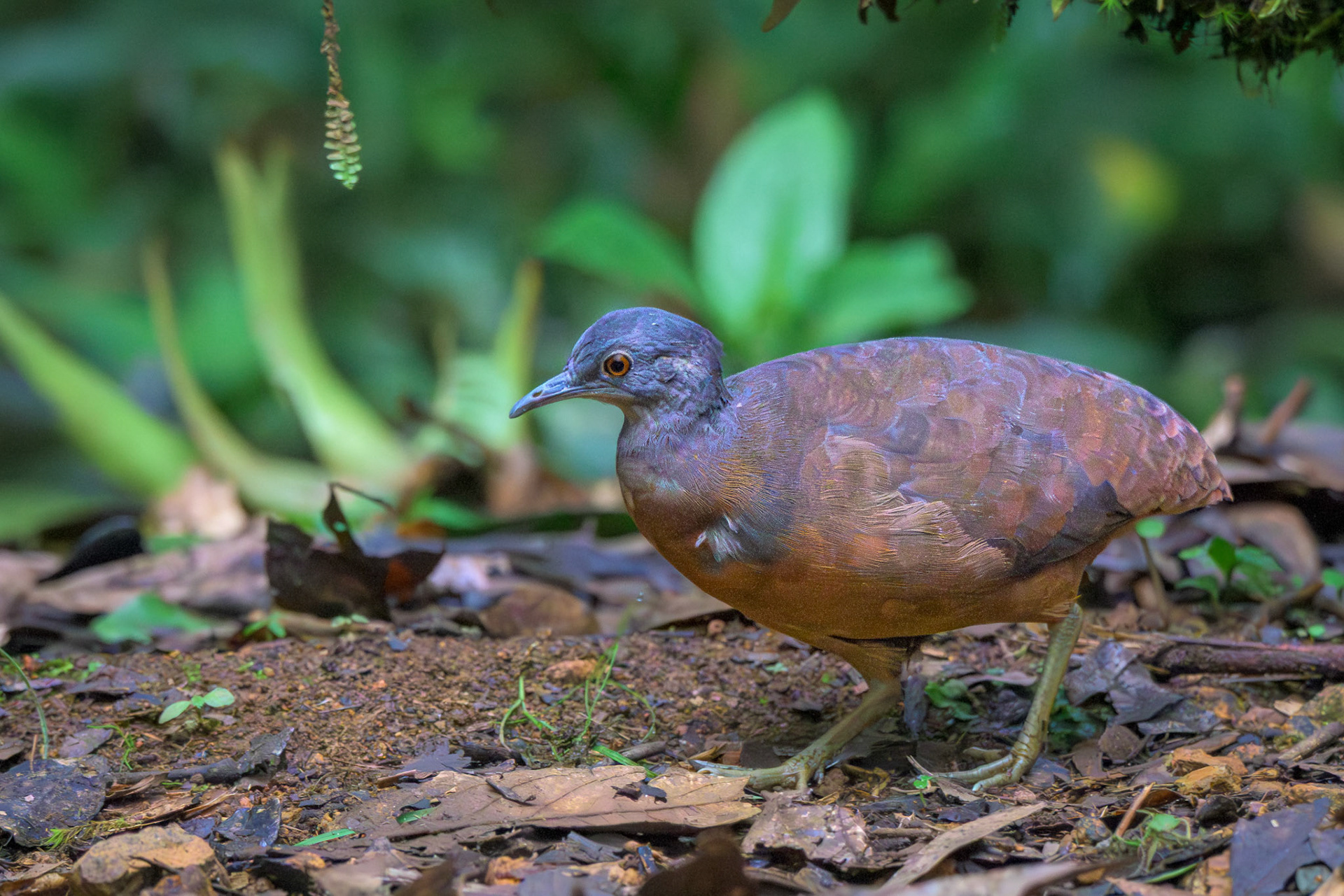 Little Tinamou