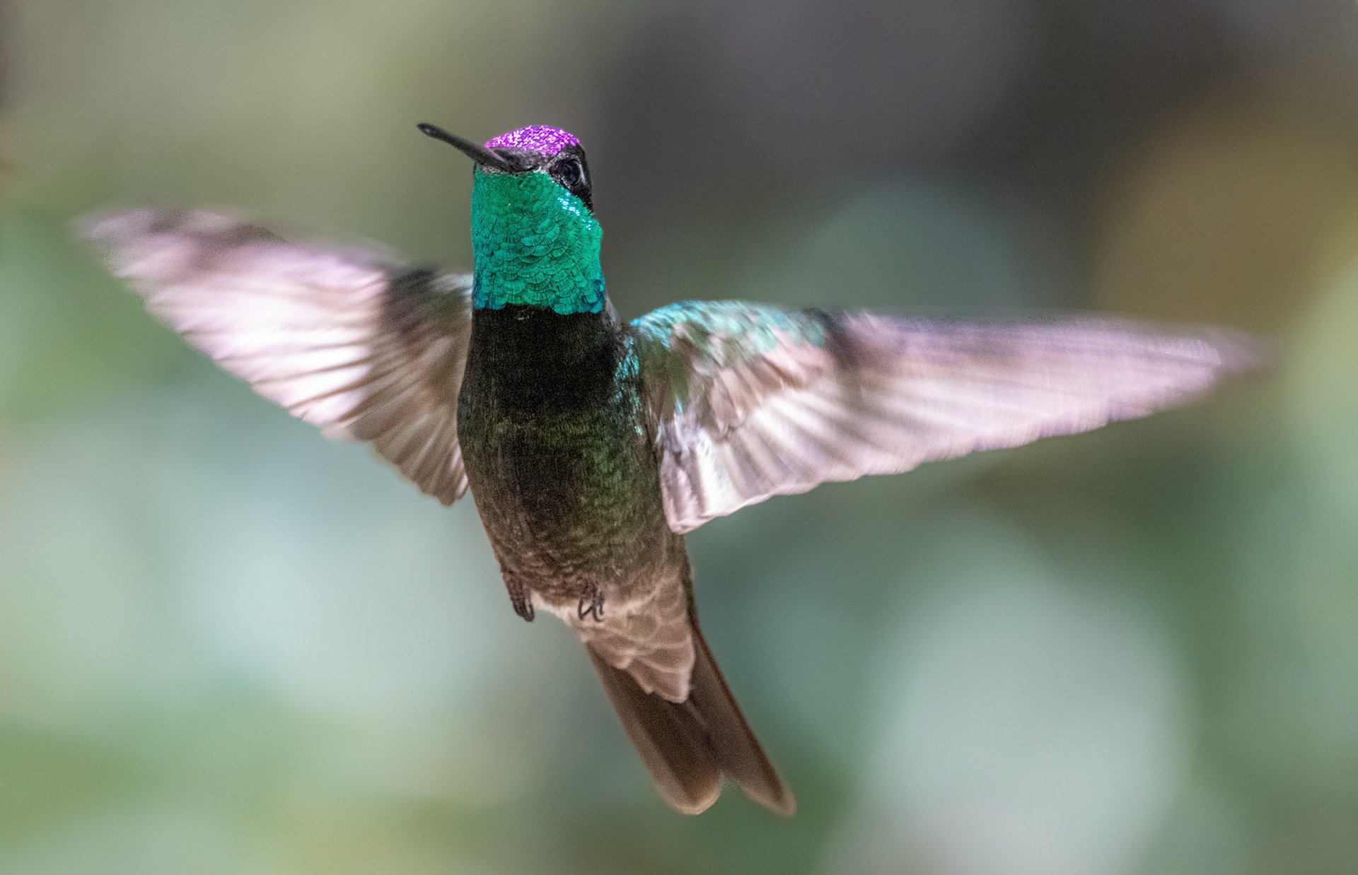 Rivoli's hummingbird
