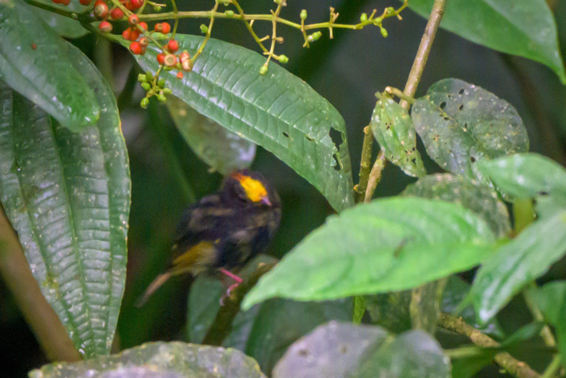 Golden-winged Manakin