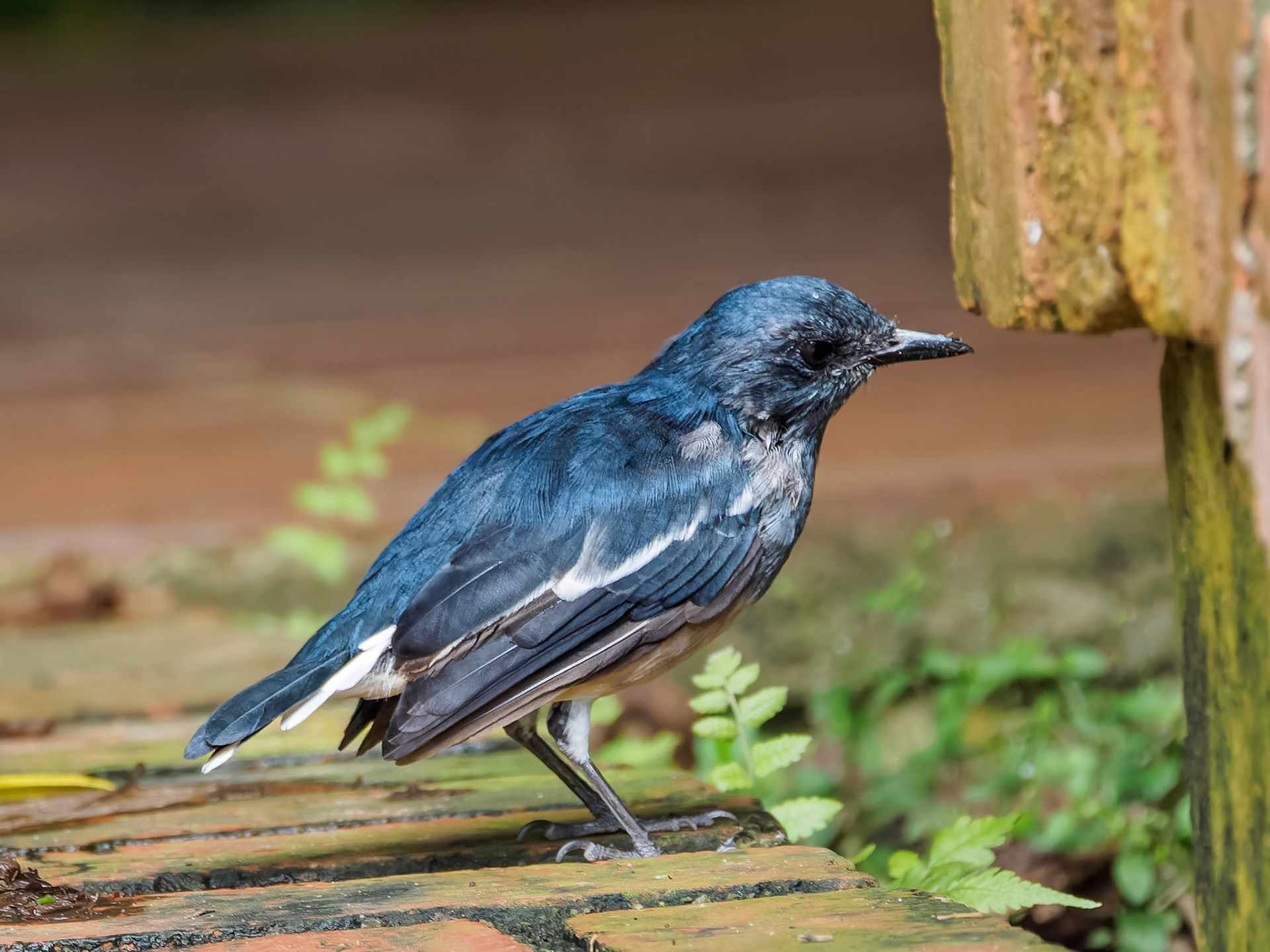 Malaysian Blue Flycatcher