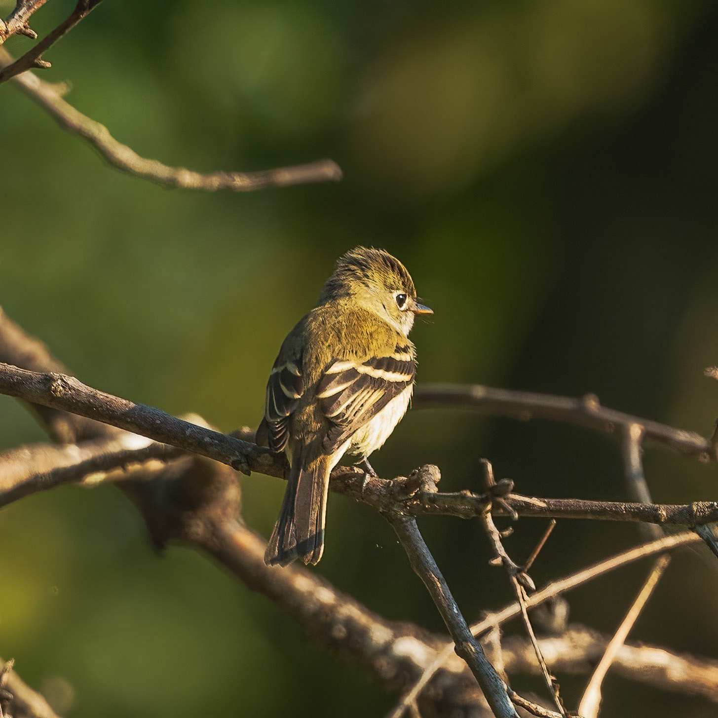 Yellow bellied flycatcher