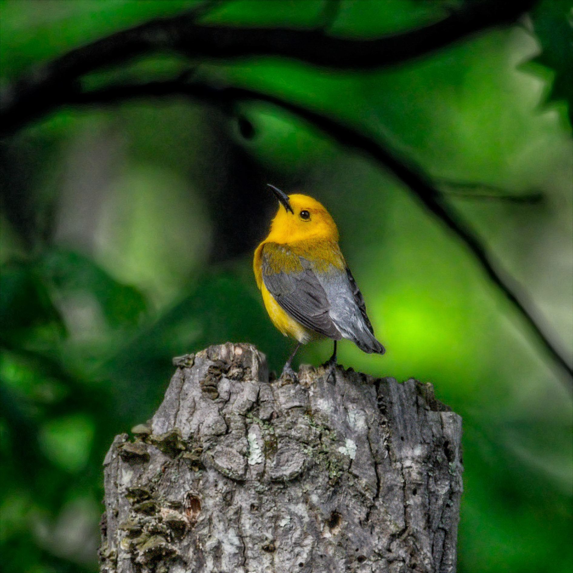 Prothonotary Warbler