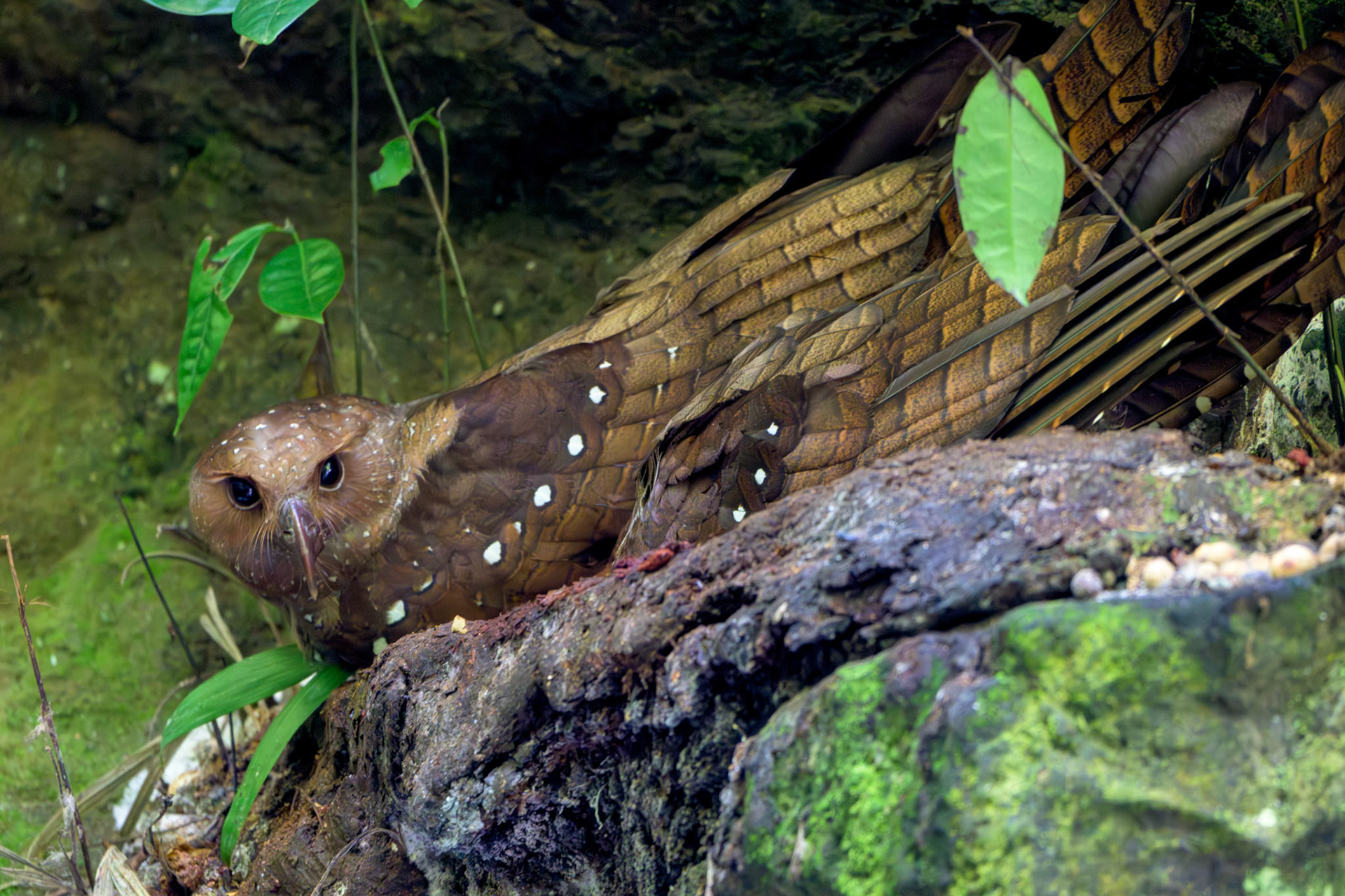 Oilbird