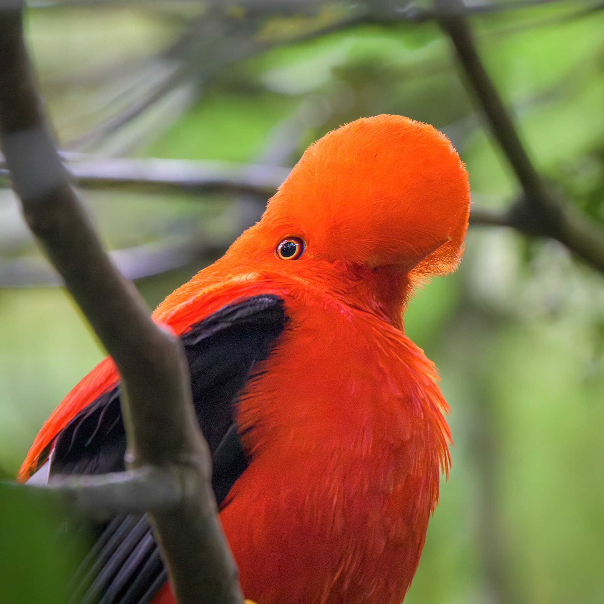 Andean Cock of the Rock