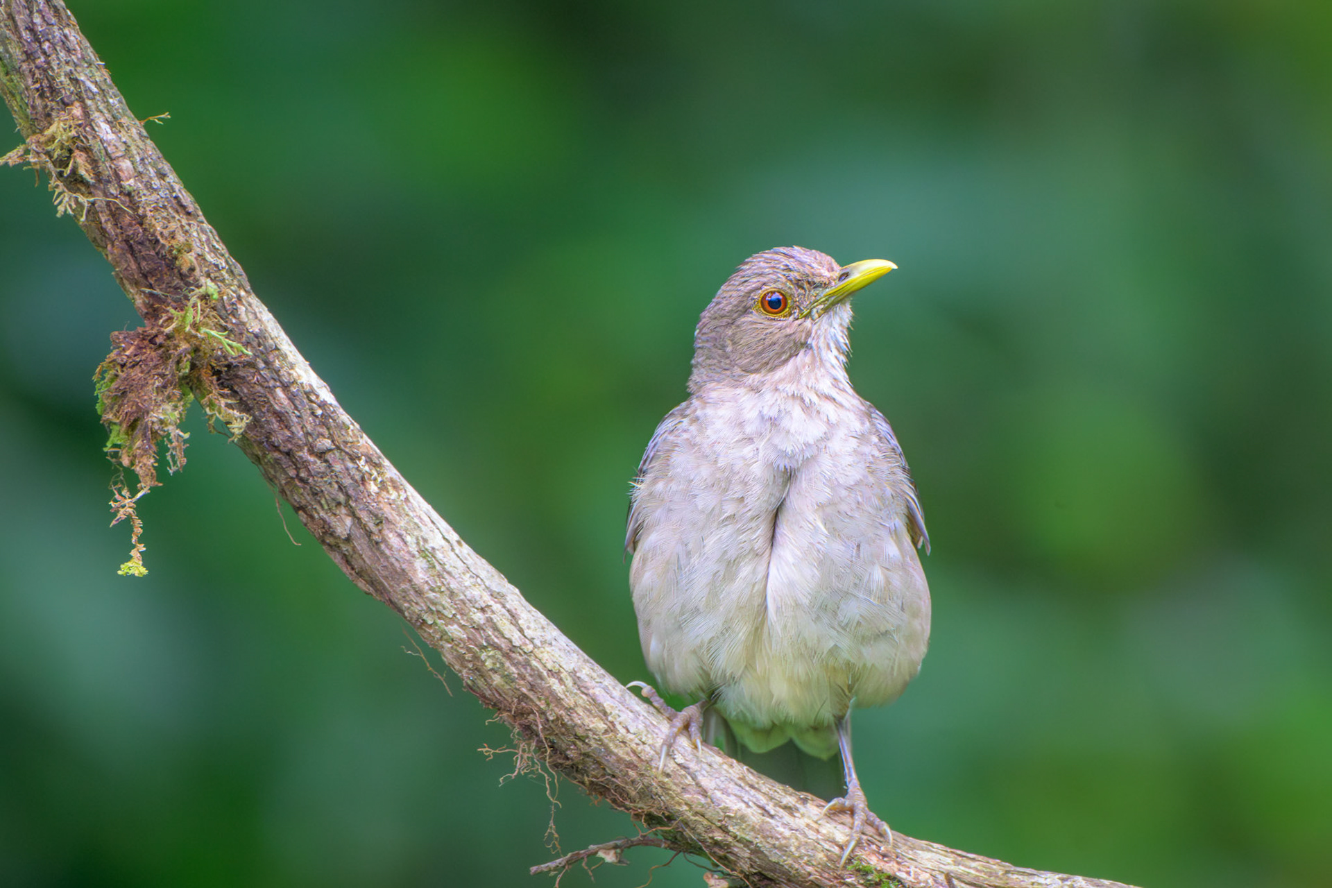 Spectacled Thrush