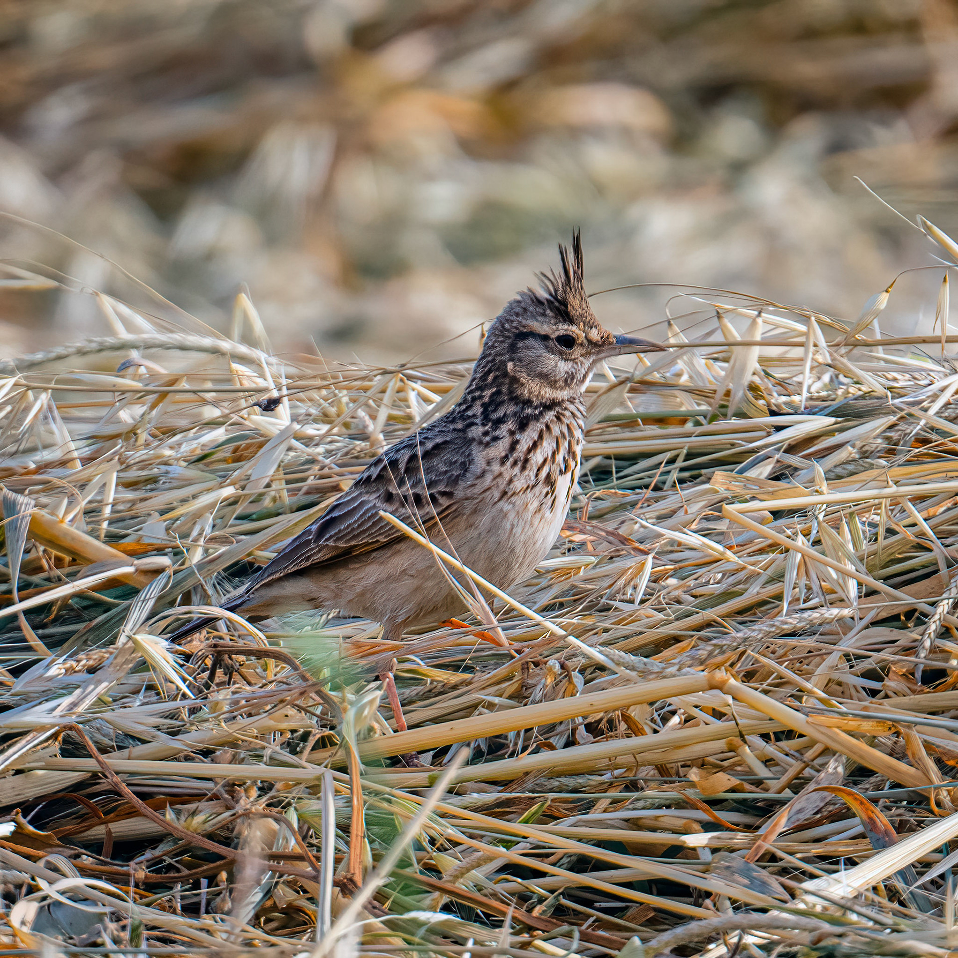 Crested lark