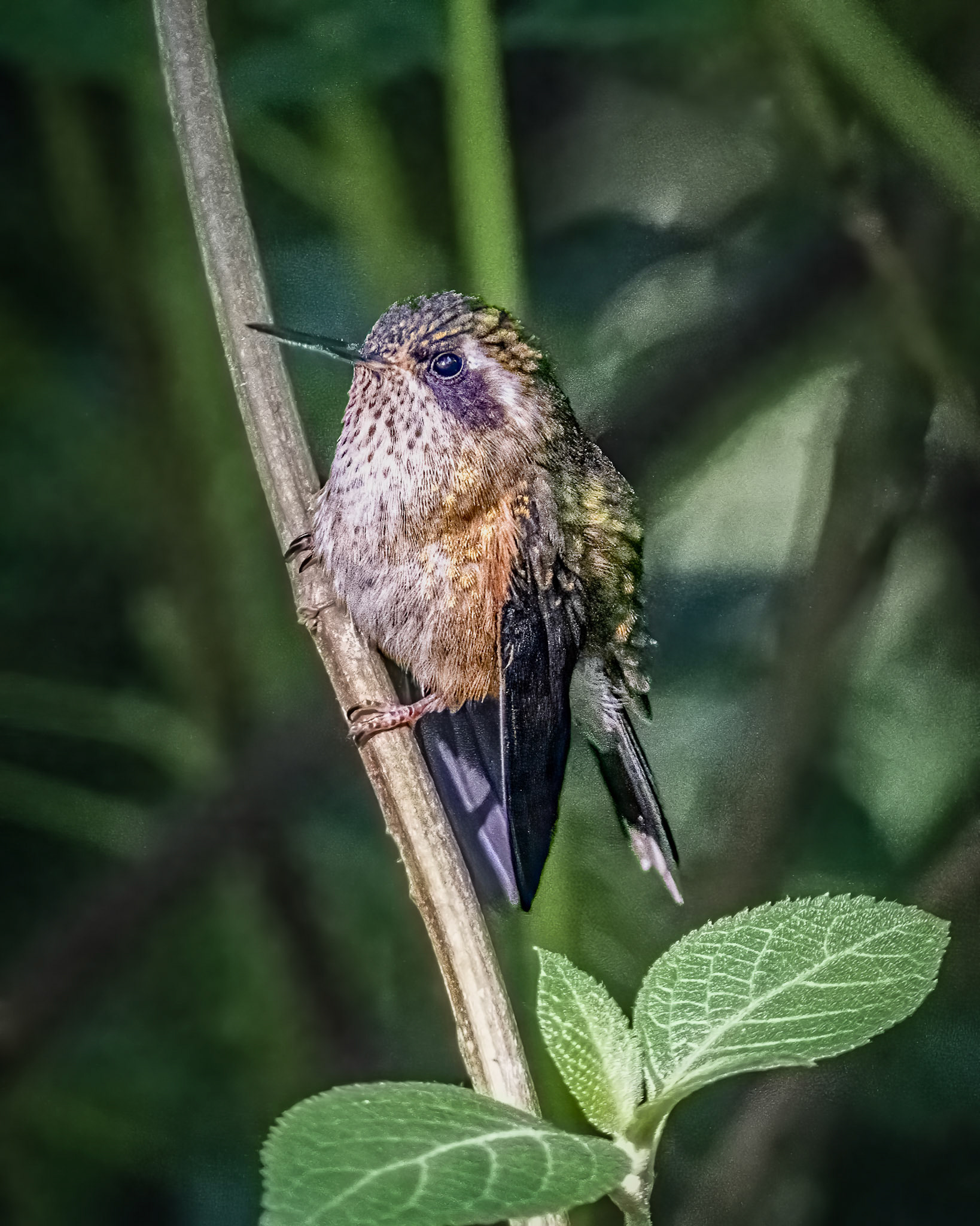 Speckled hummingbird