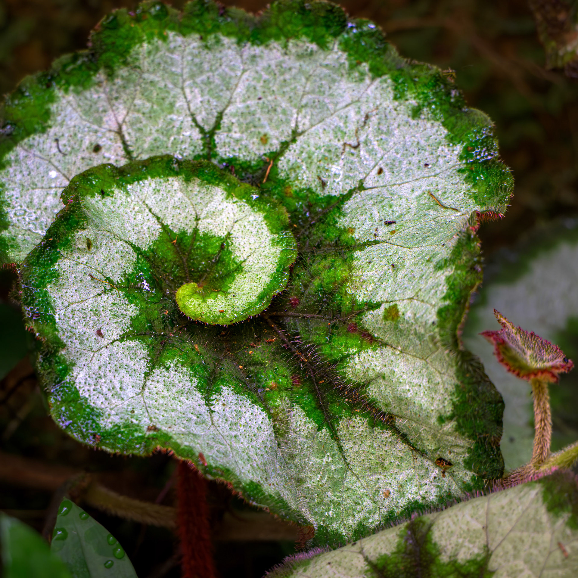 Begonia Escargot