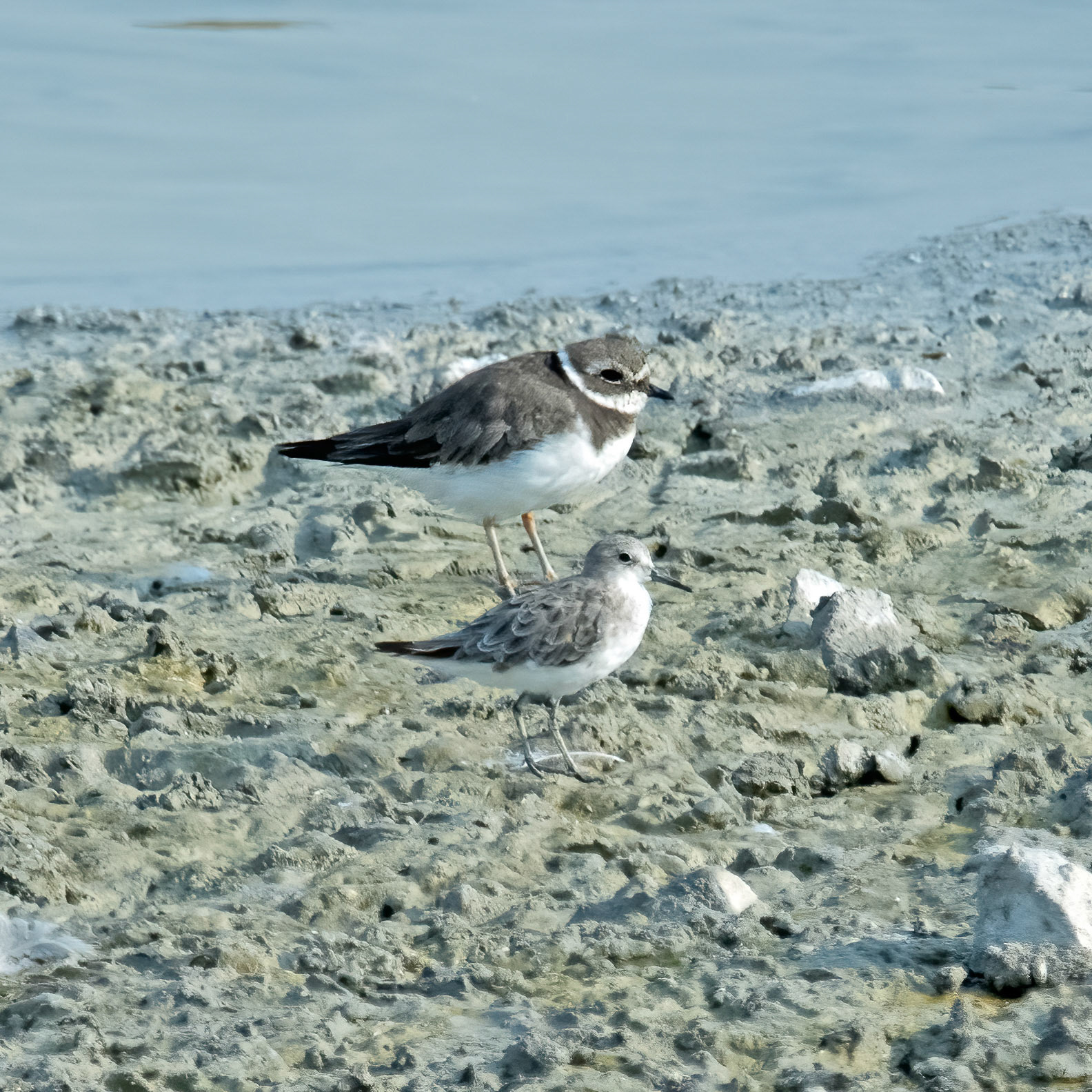 Common ringed plover