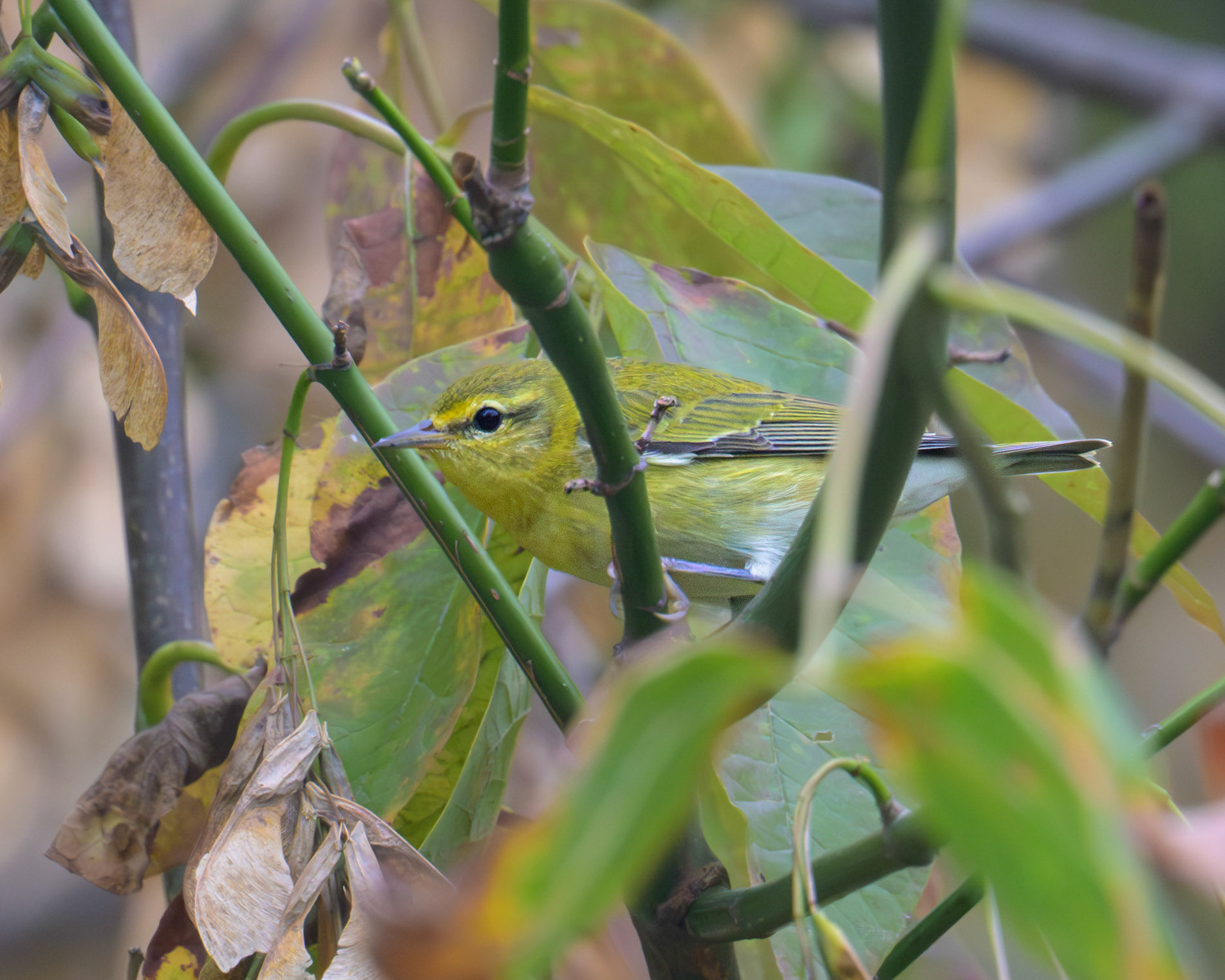 Yellow Warbler