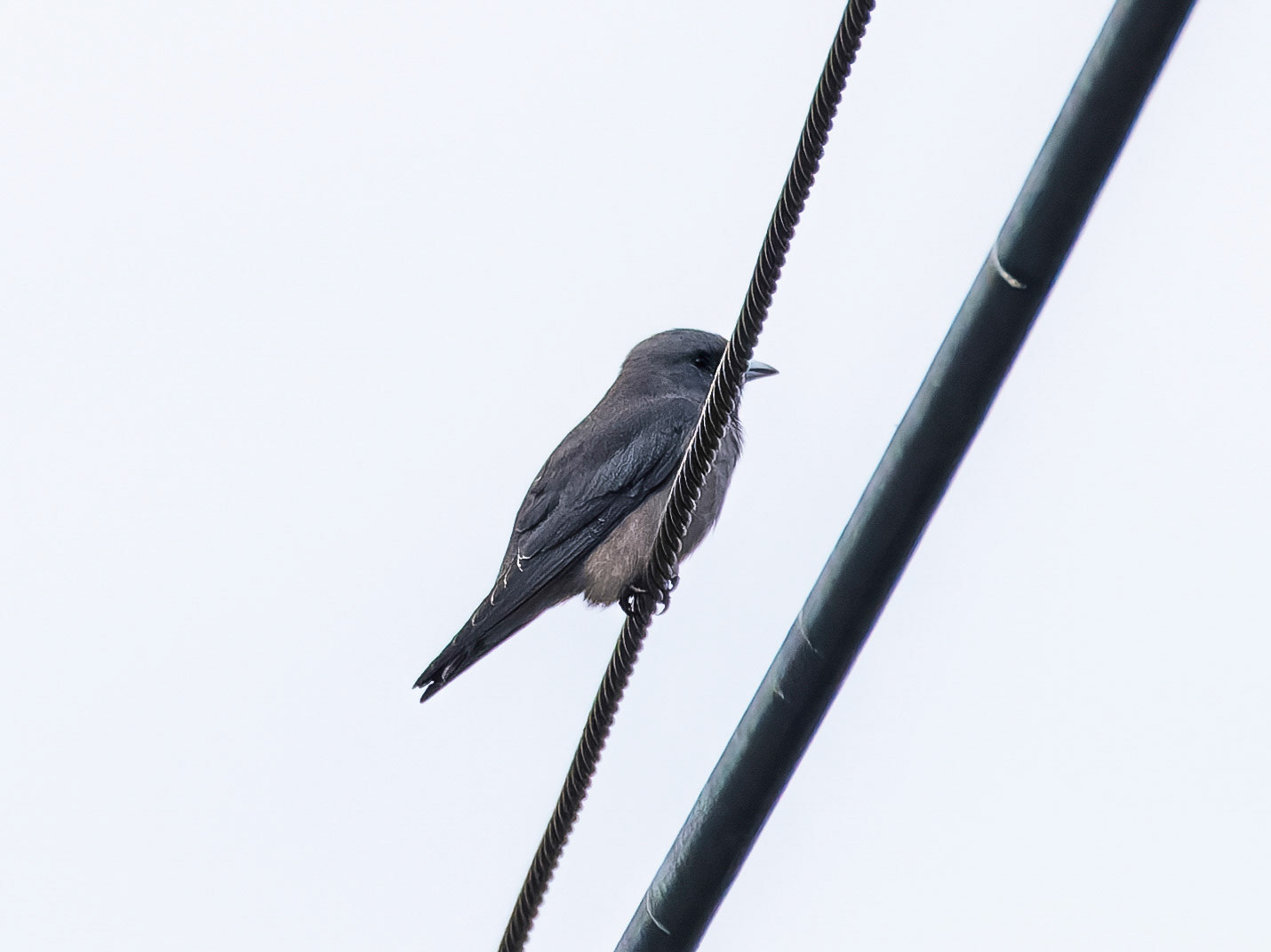 Ashy Woodswallow