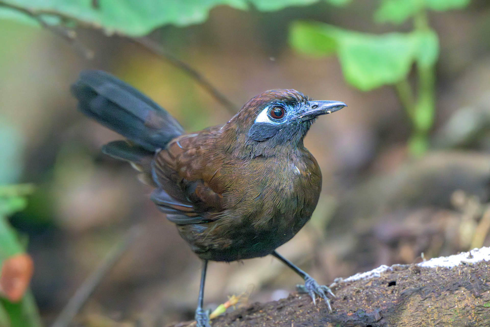 Blue-lored Antbird