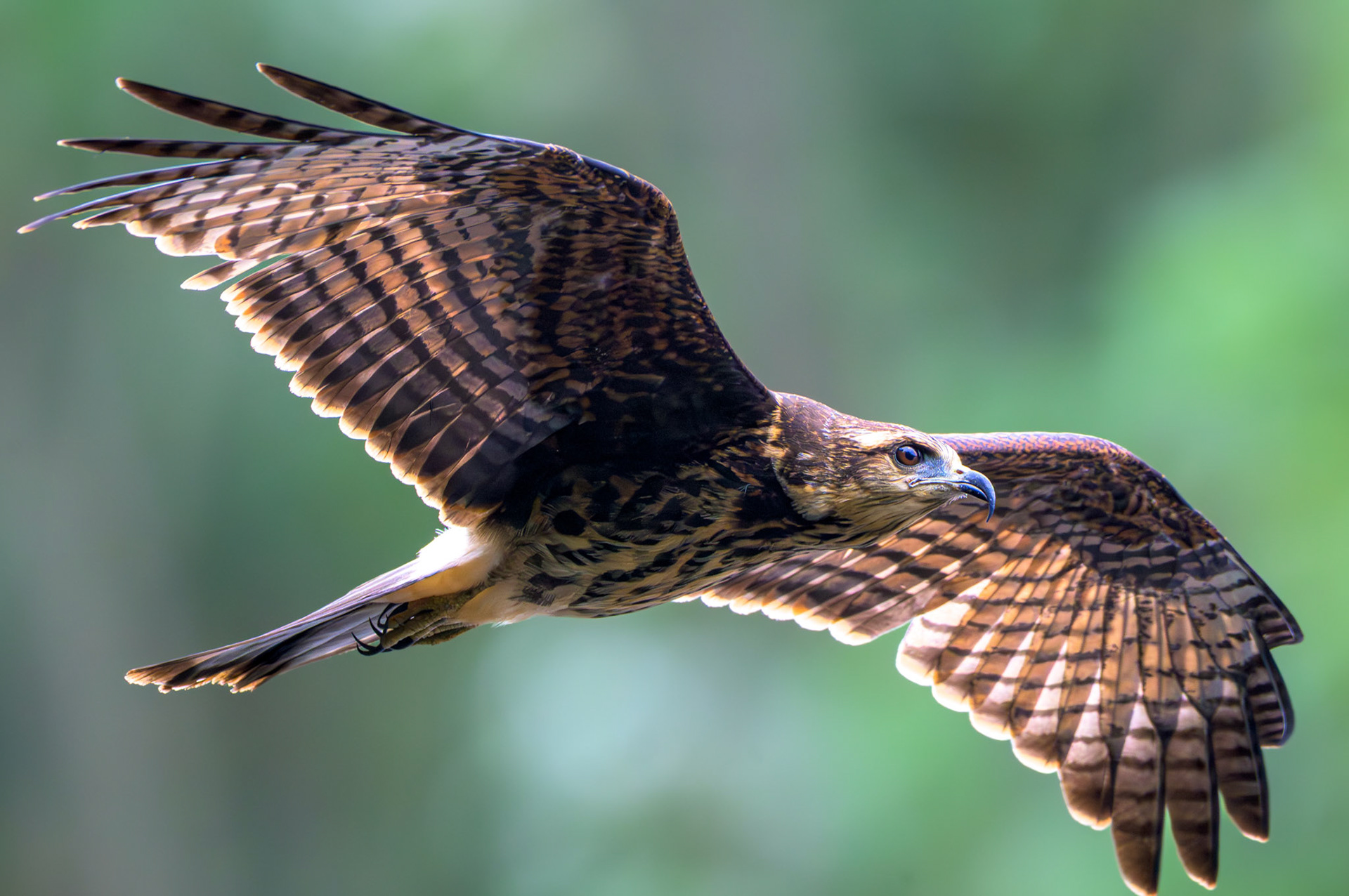 Snail Kite