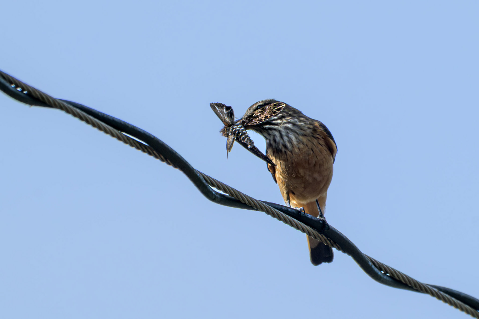 Streak-throated Bush-Tyrant