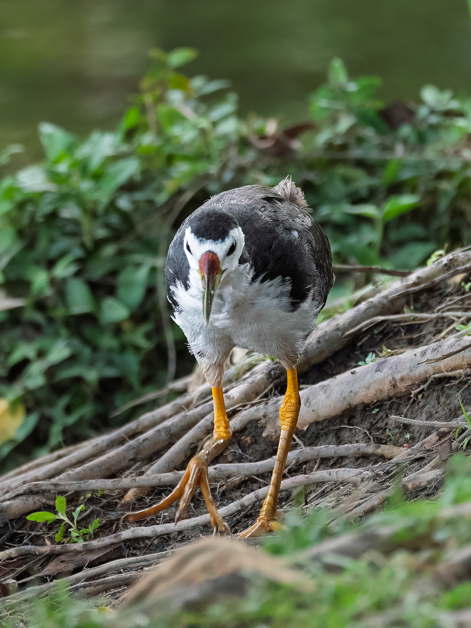 White-breasted Waterhen