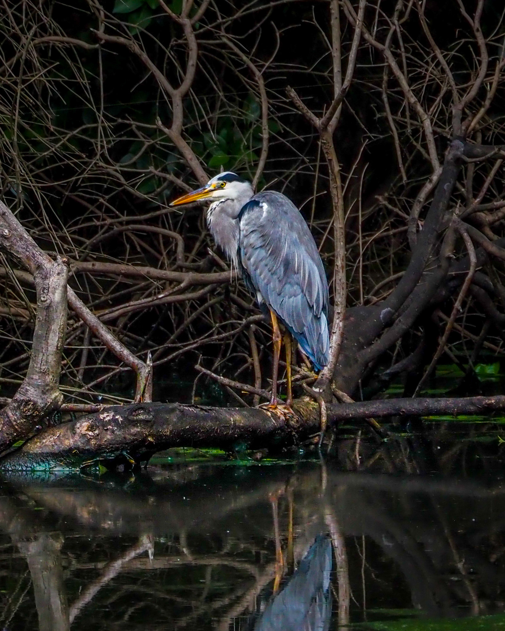 Grey Heron