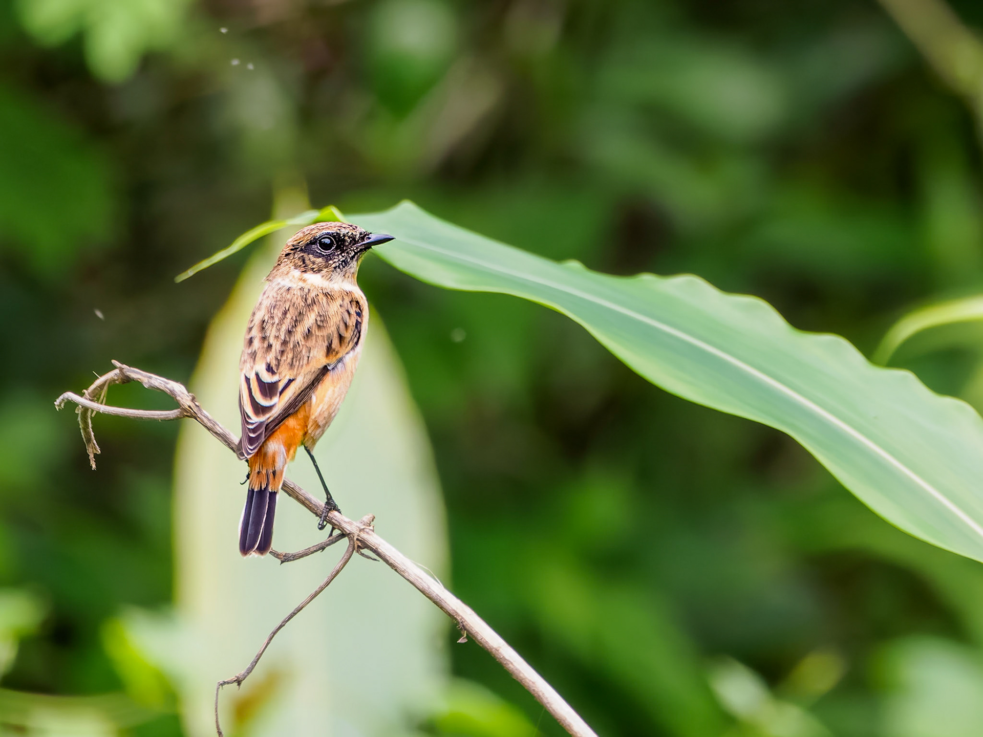 White-throated Bushchat