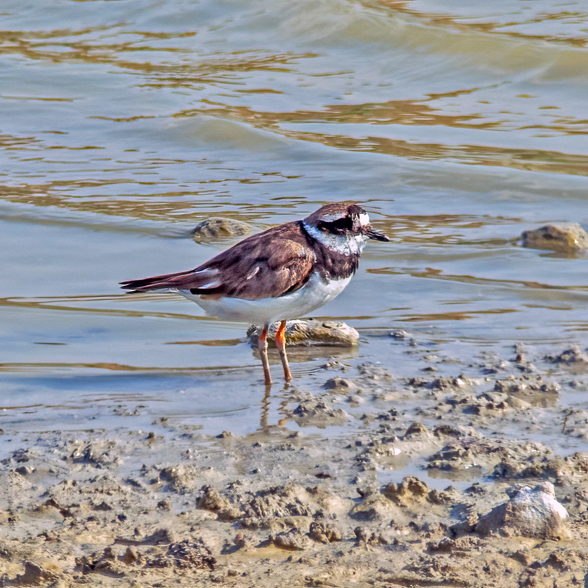 Common ringed plover