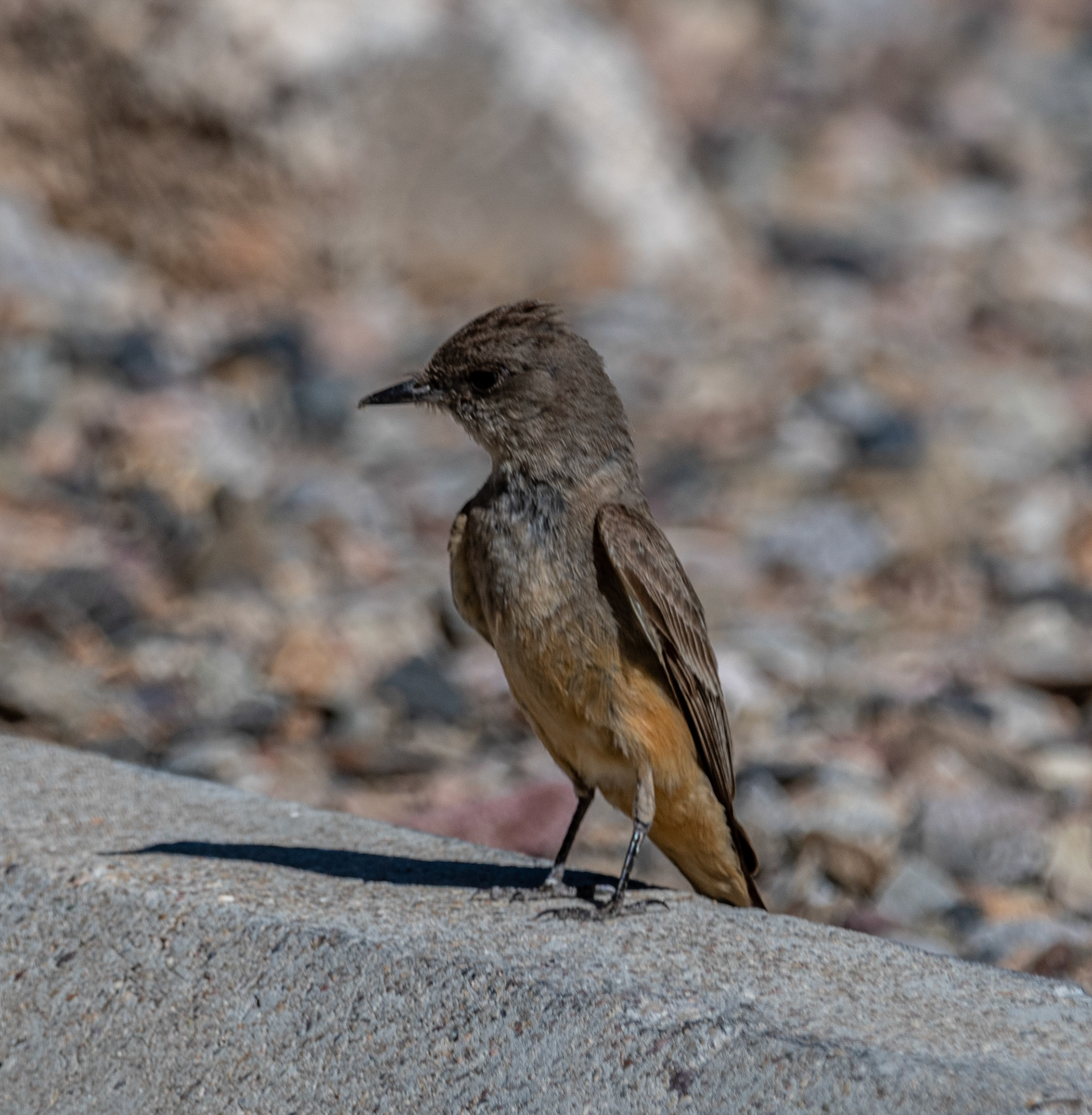 Say's Phoebe