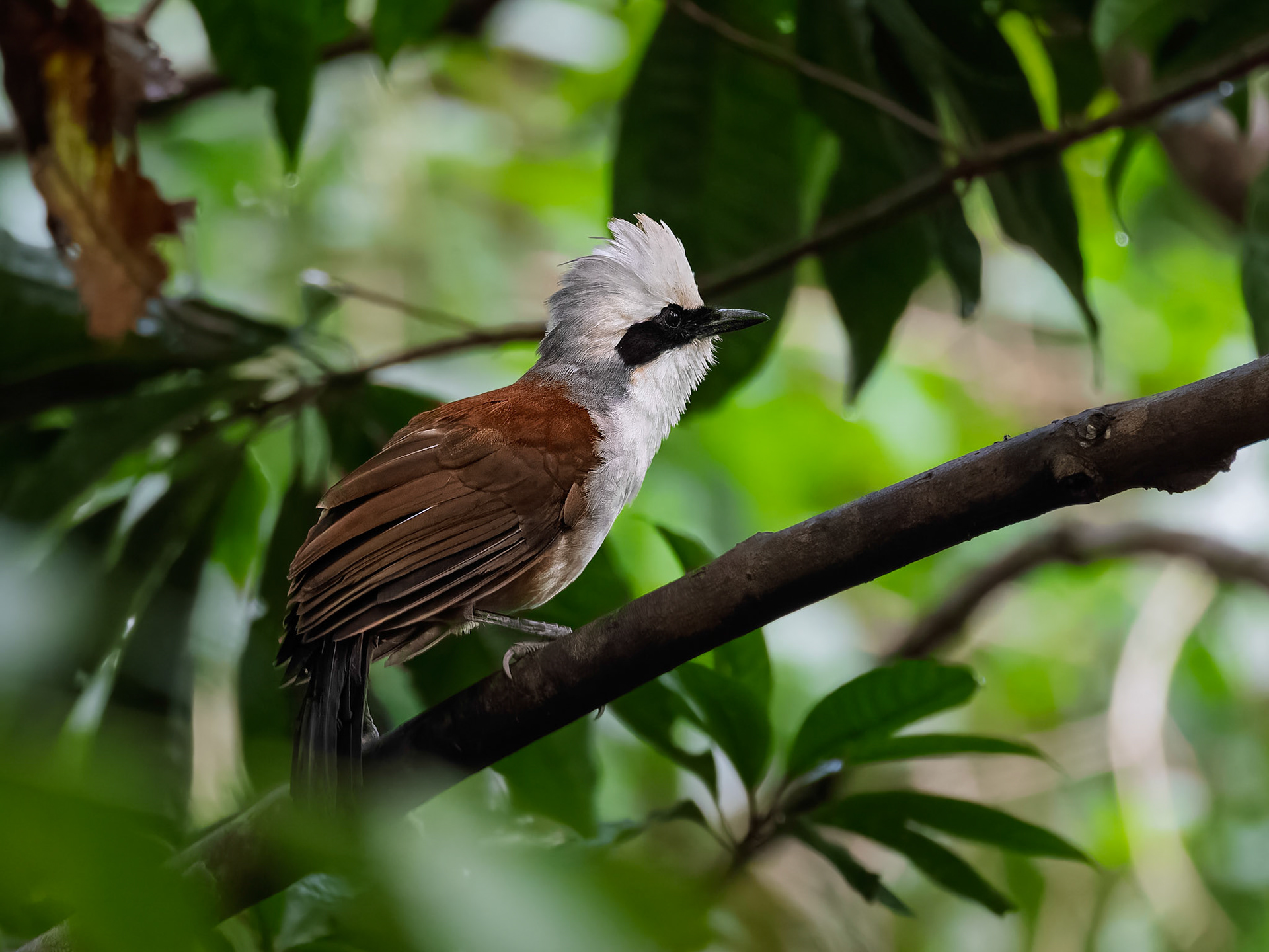 White-crested Laughfiter