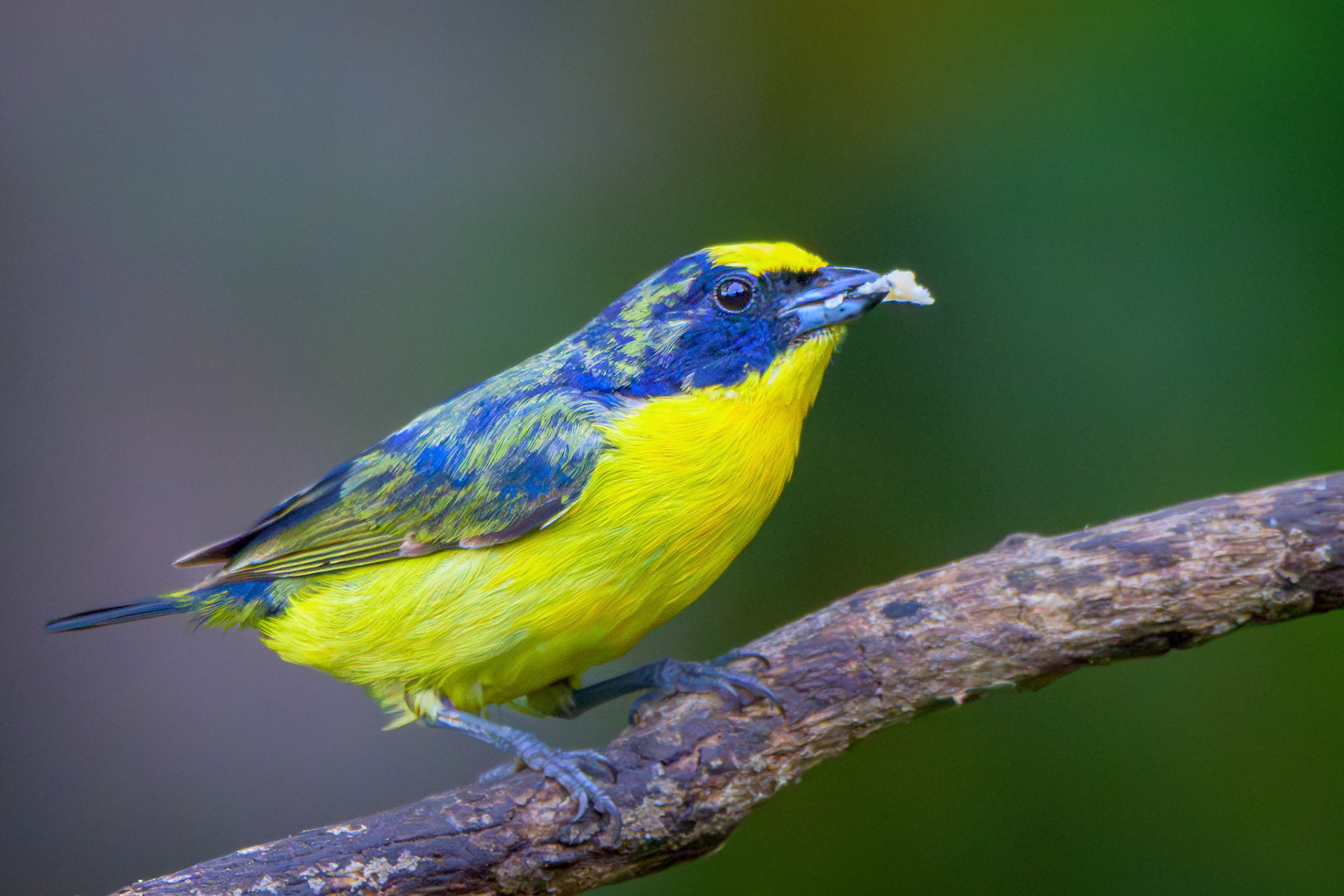 Yellow-crowned Euphonia