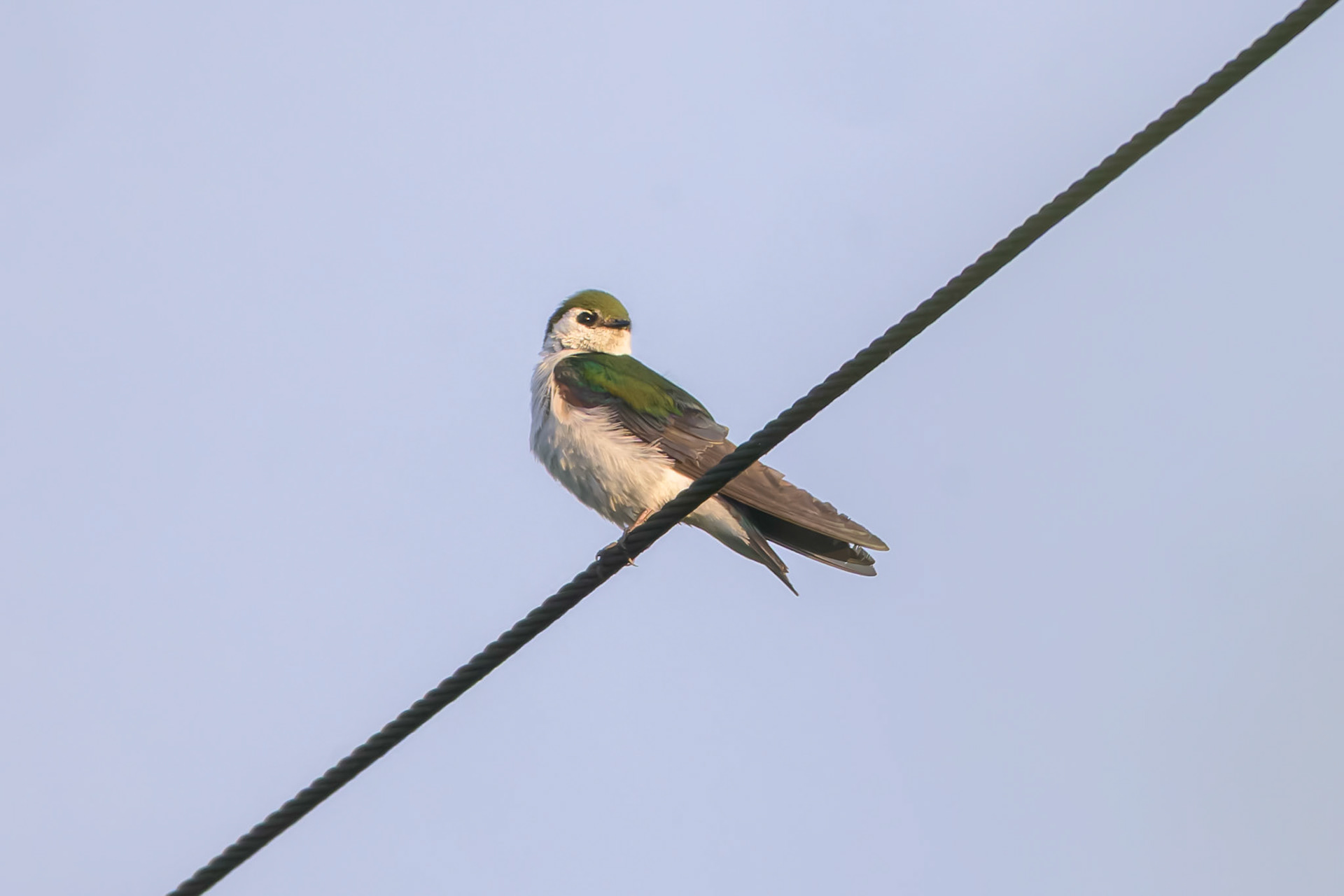 Violet-green Swallow