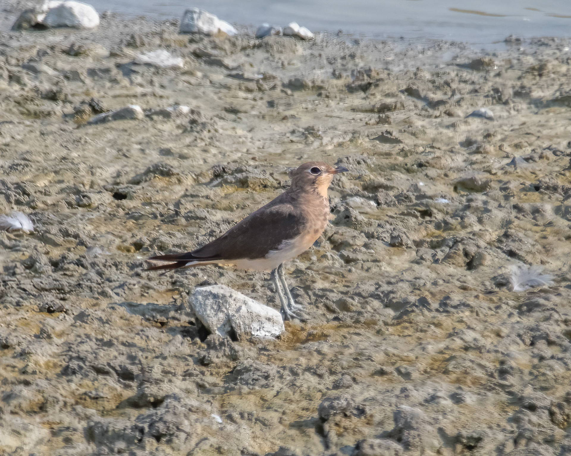 Collared Pratincole