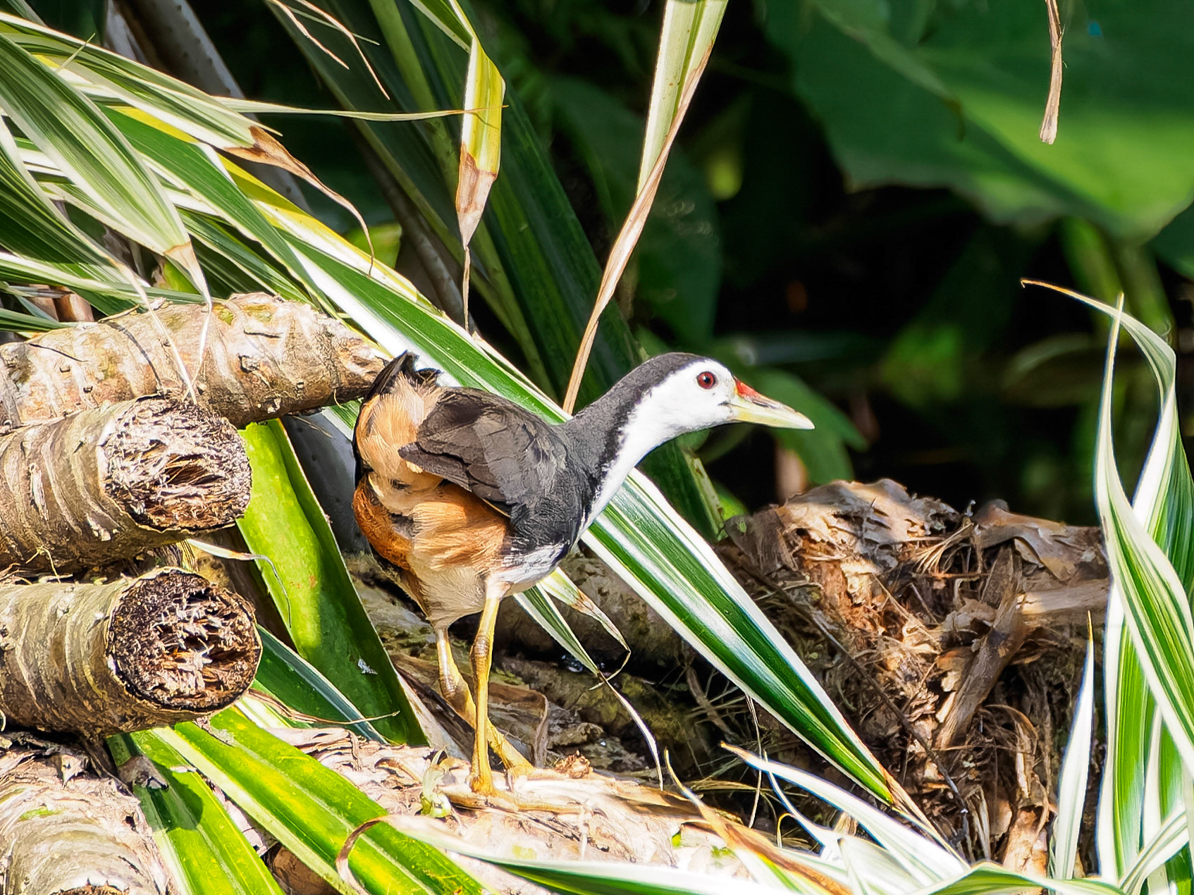 White-breasted Waterhen