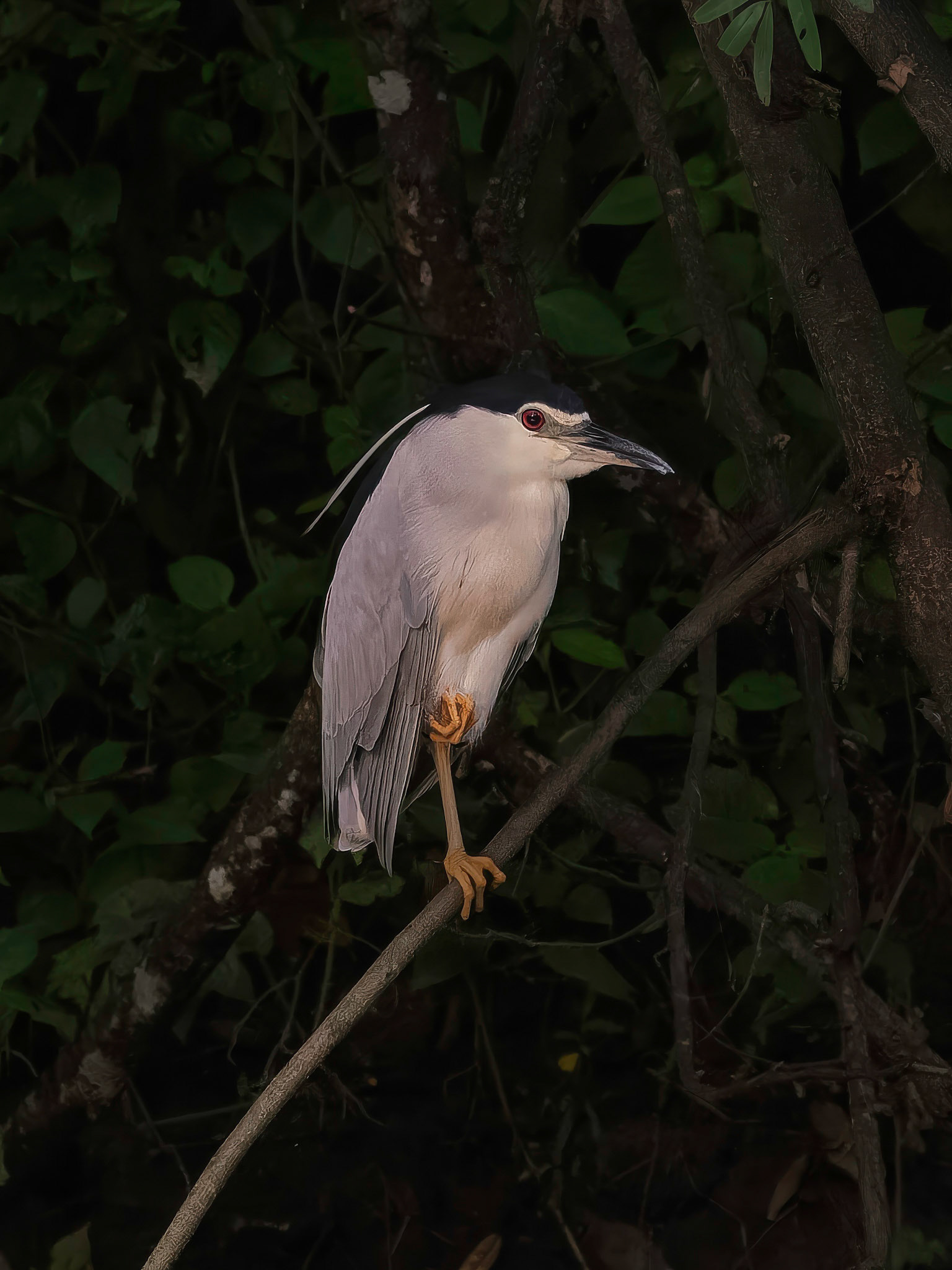 Black-crowned Night Heron