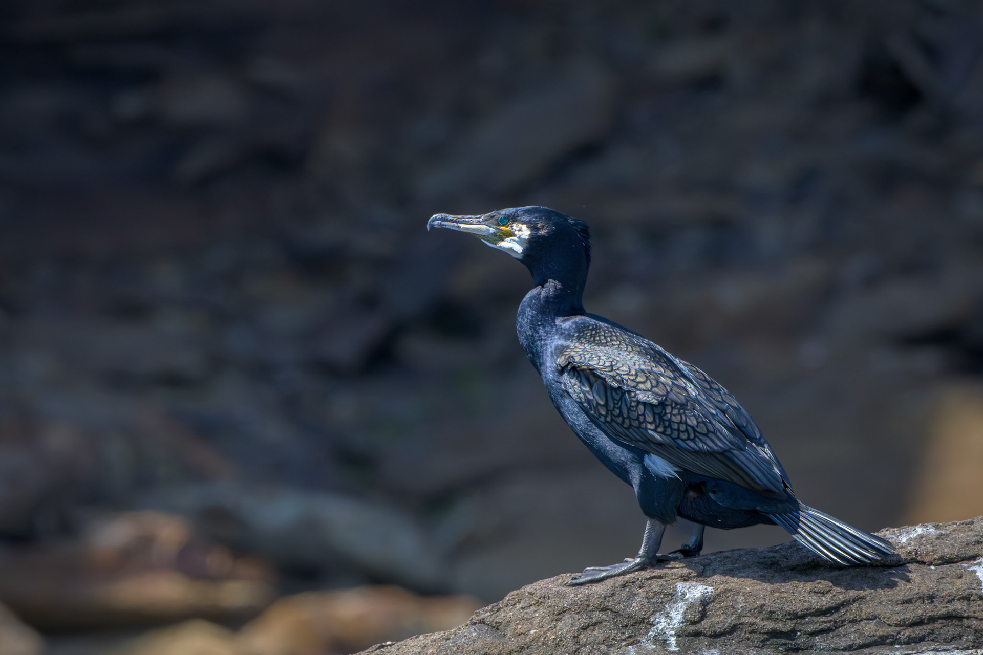 Great Cormorant