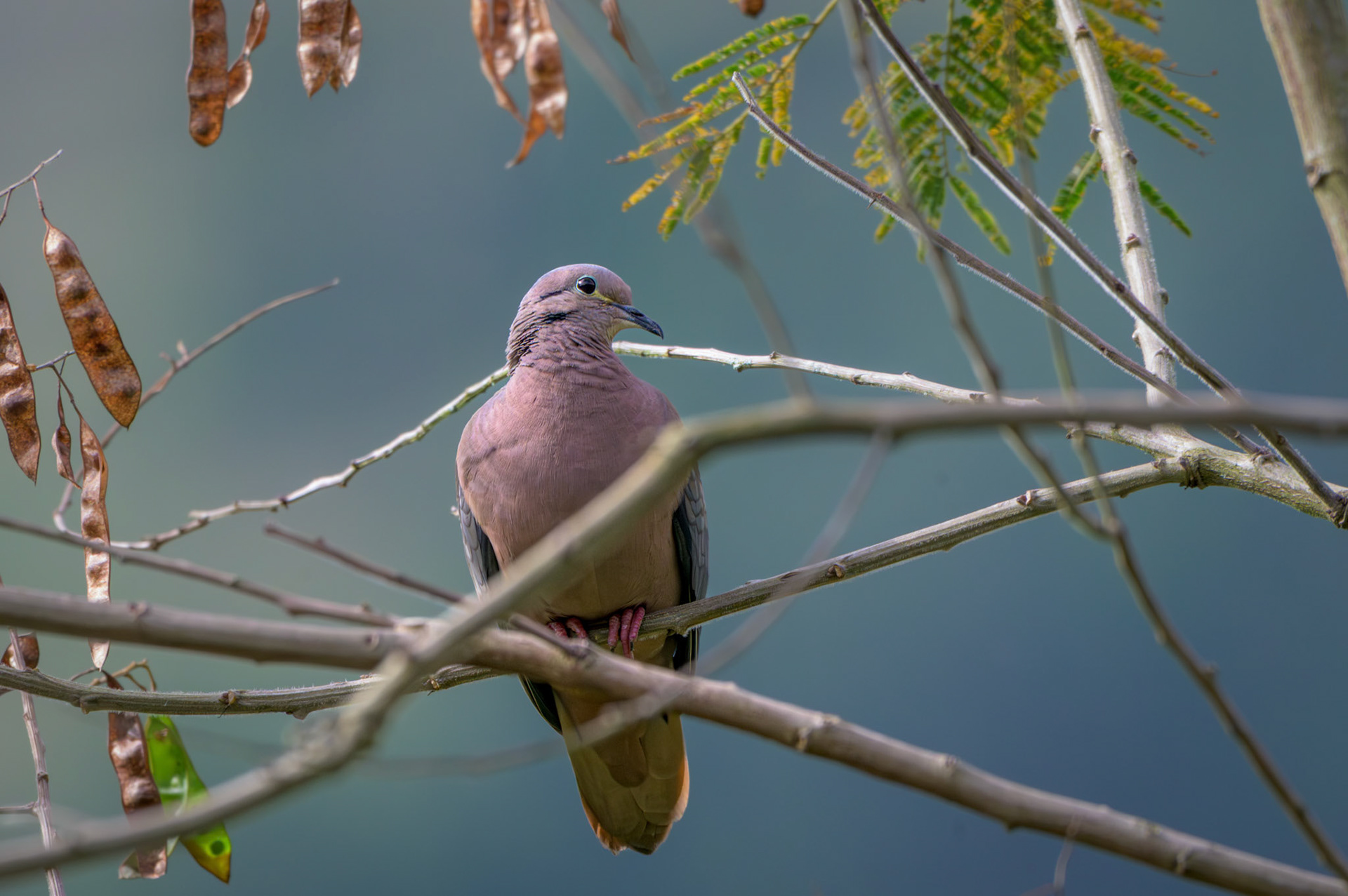 Eared Dove