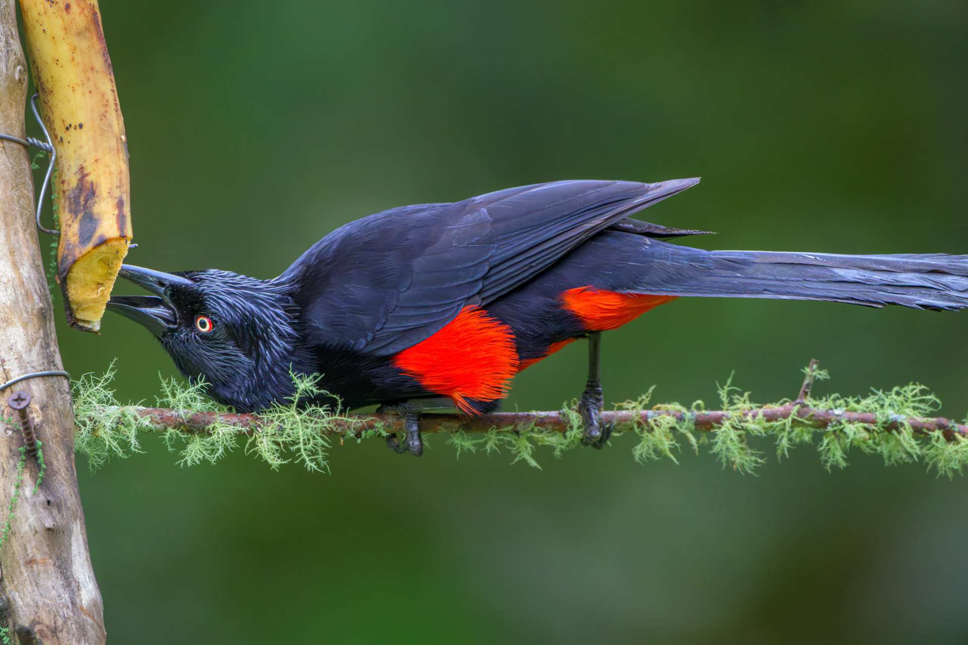 Red-bellied Grackle