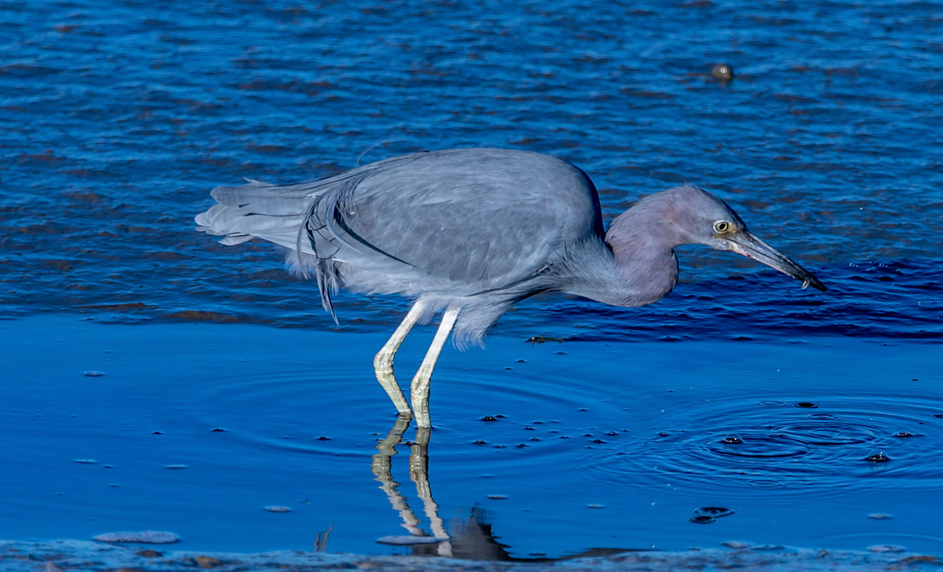 Little Blue Heron
