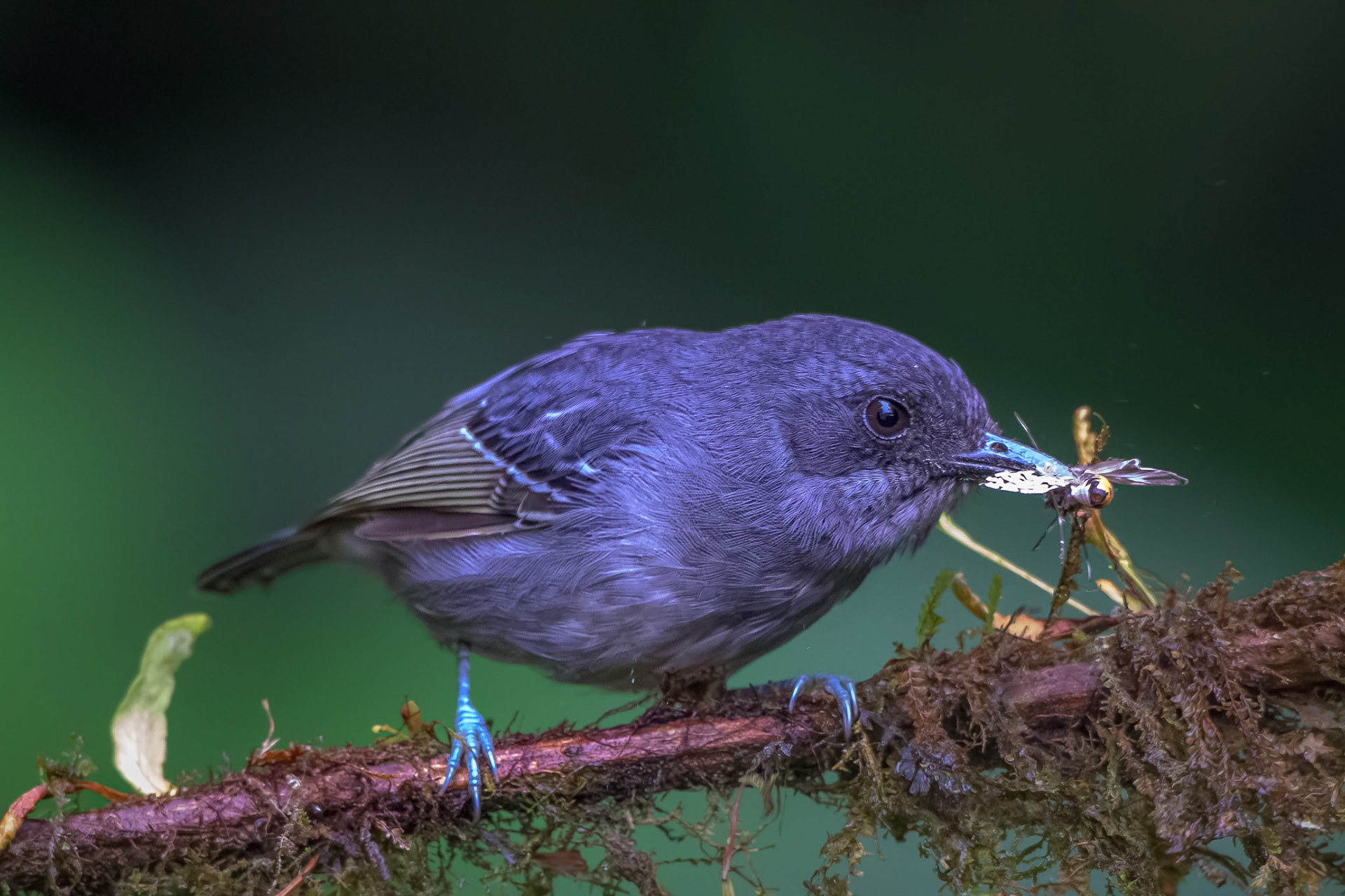 Plain Antvireo