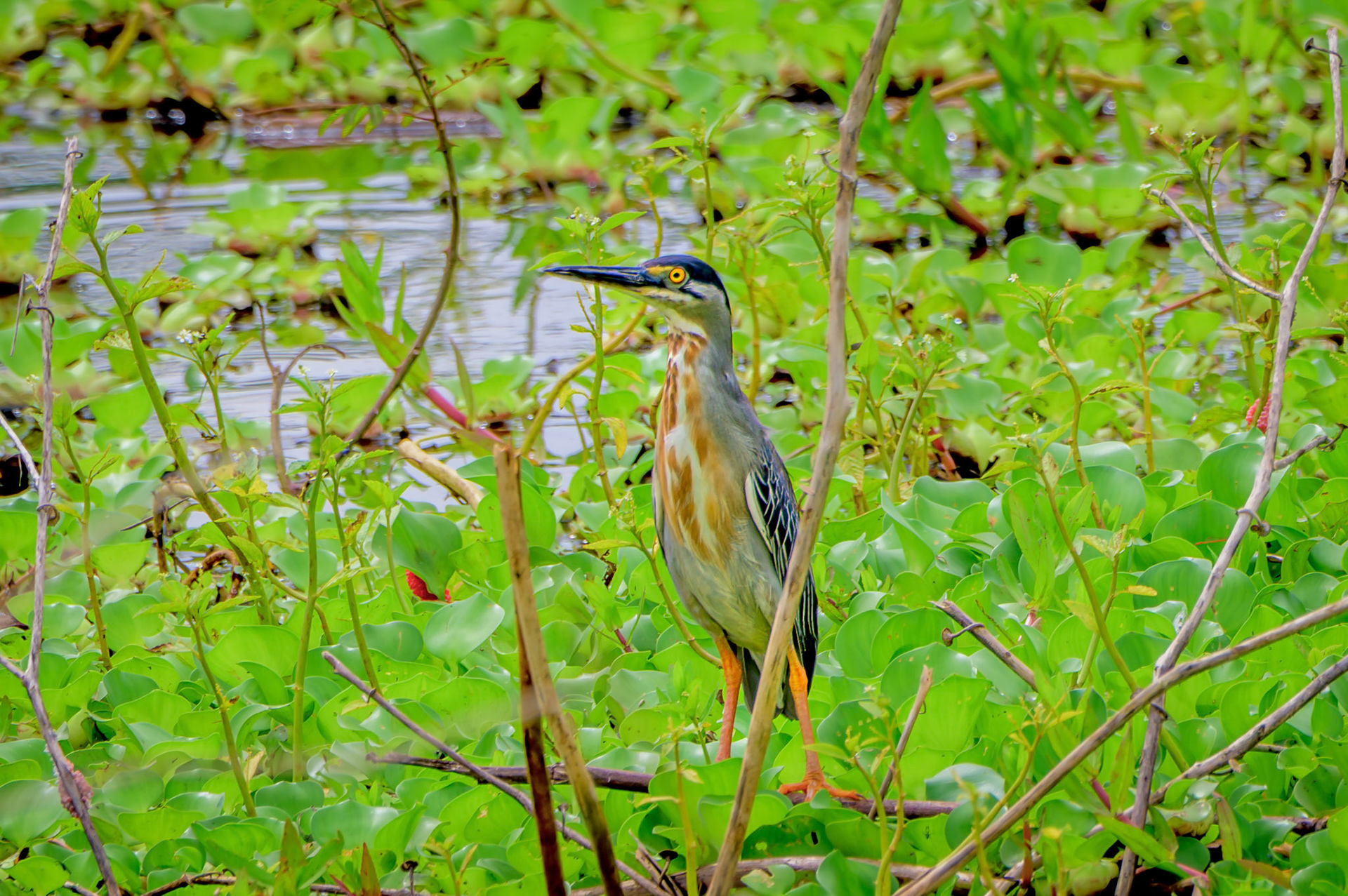 Striated Heron