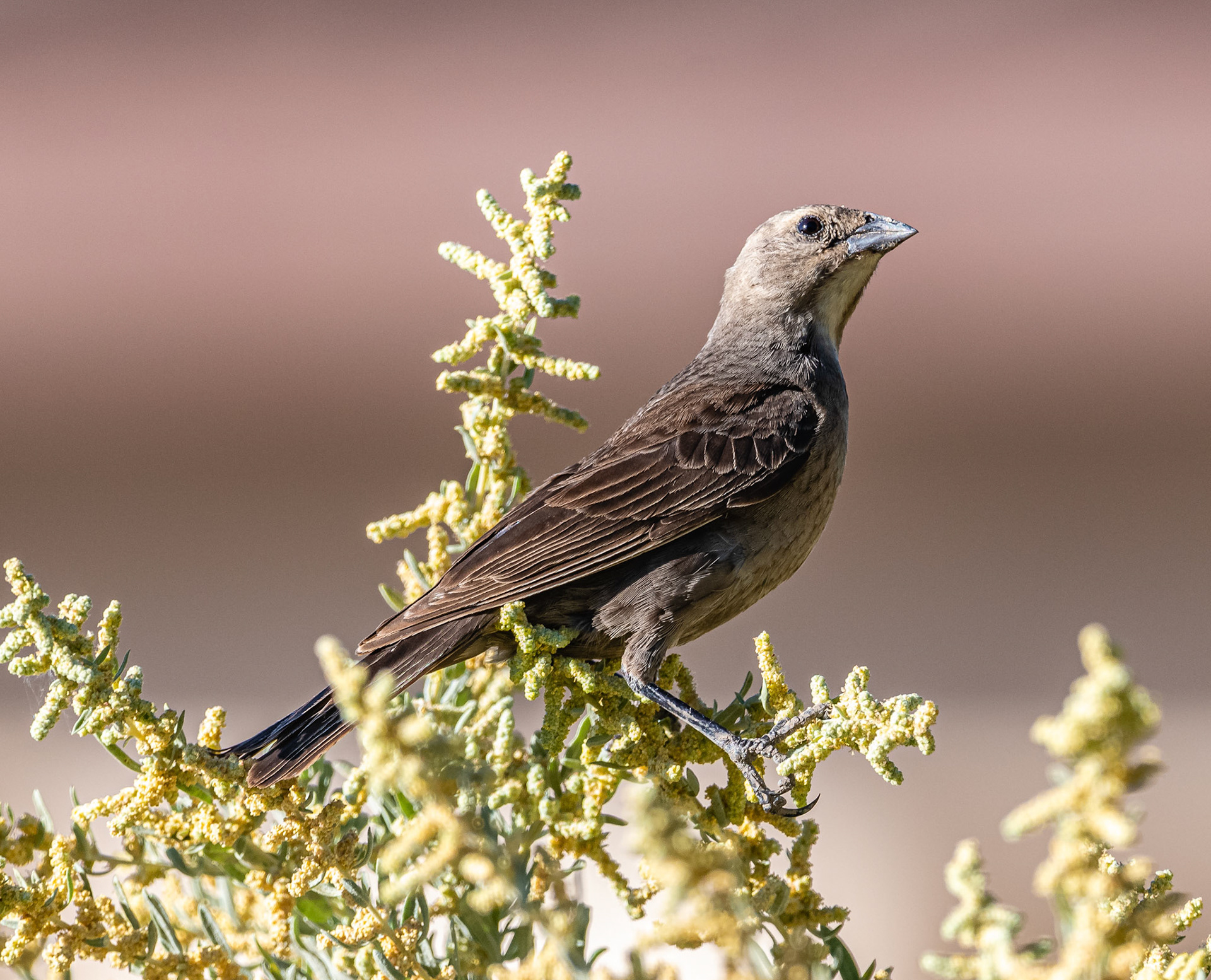 Canyon Towhee