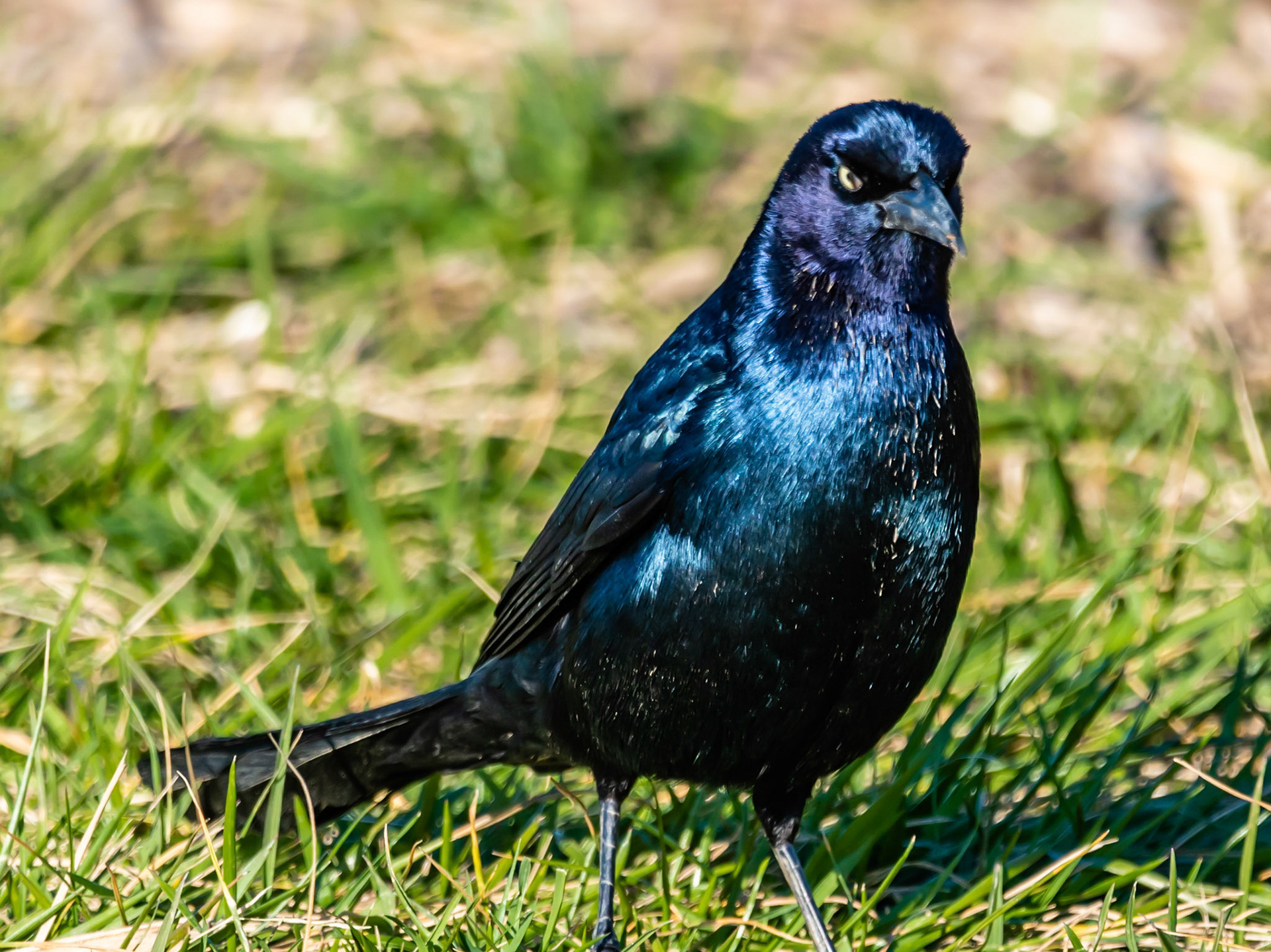 Common Grackle