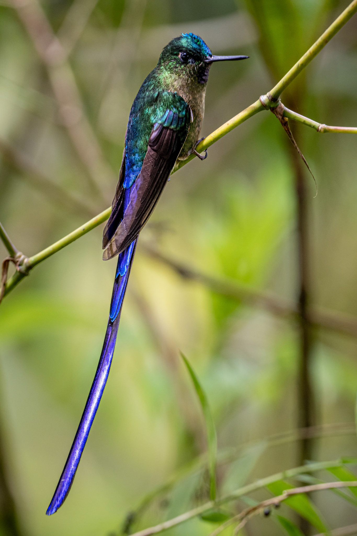 Violet-tailed sylph hummingbird