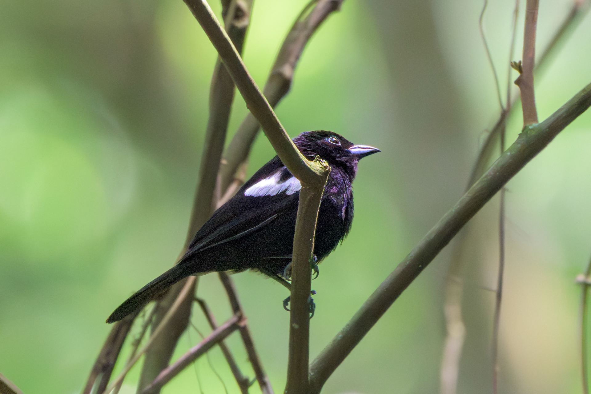 White-shouldered Tanager