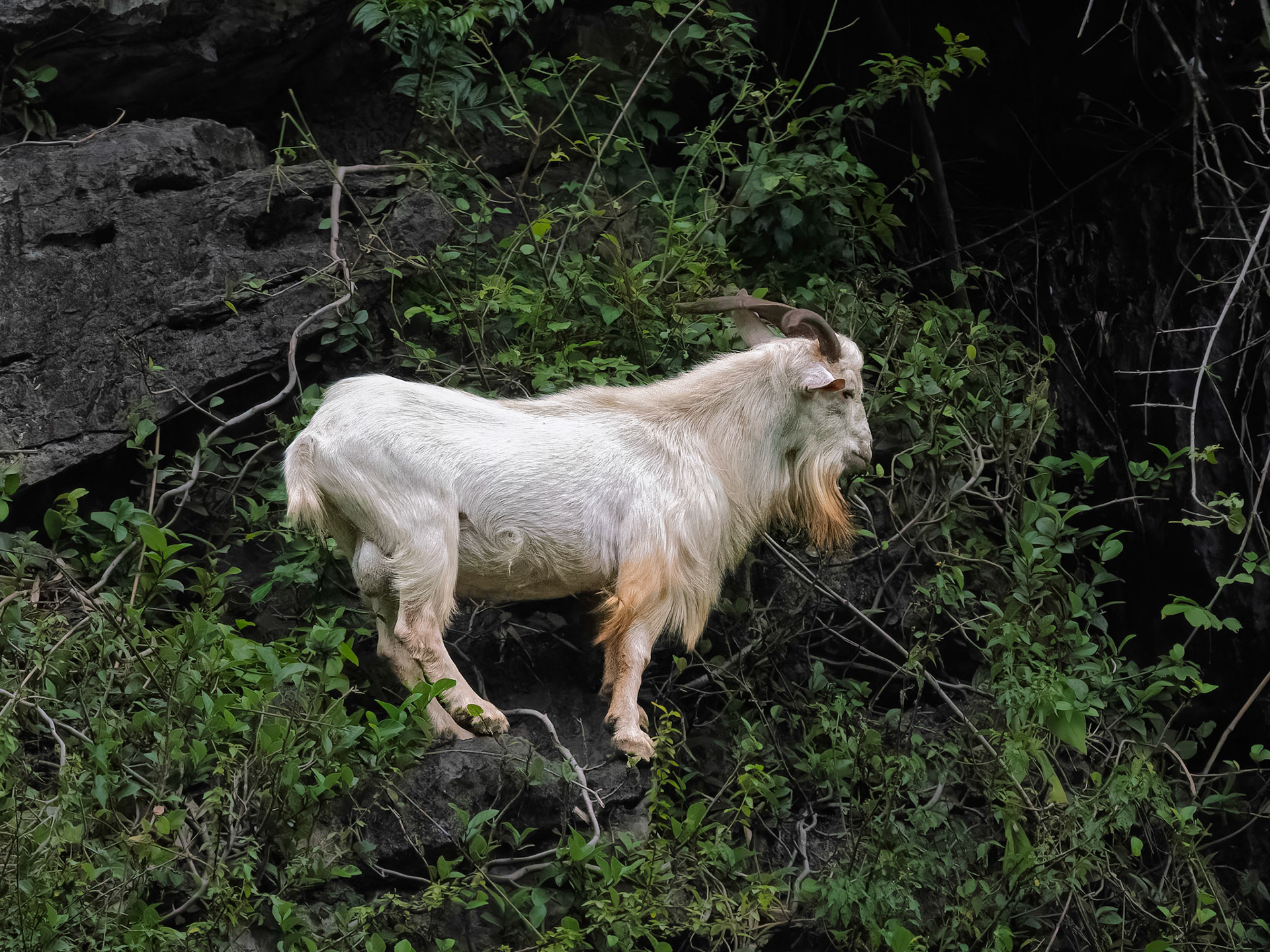 Tam Coc - Mountain Goat