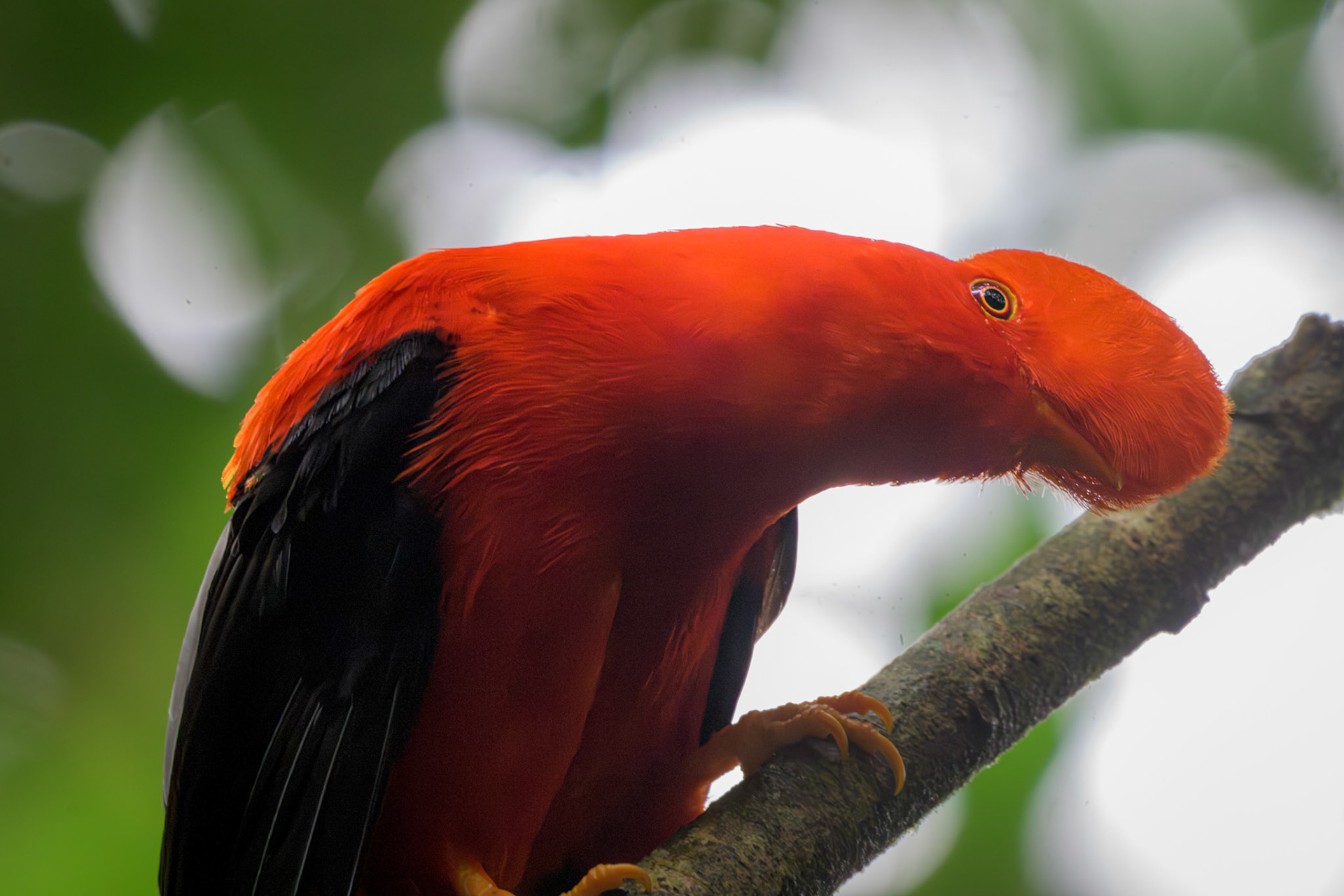 Andean Cock of the Rock