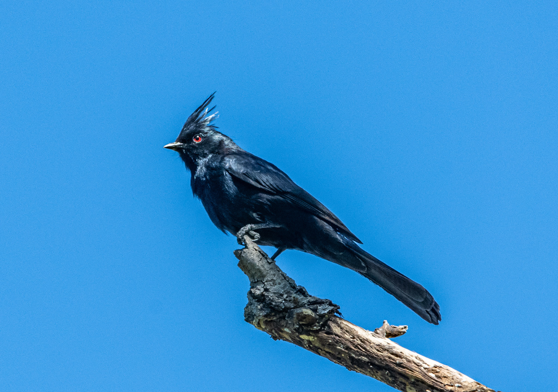 Phainopepla