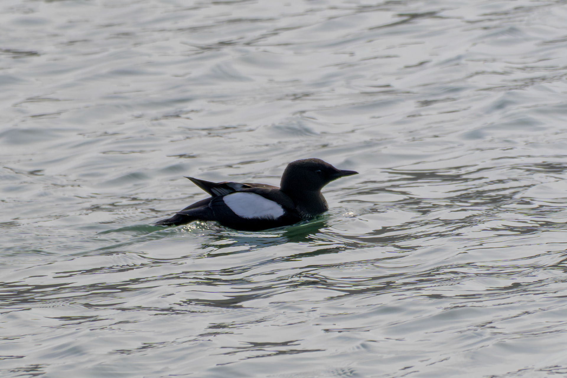 Black Guillemot