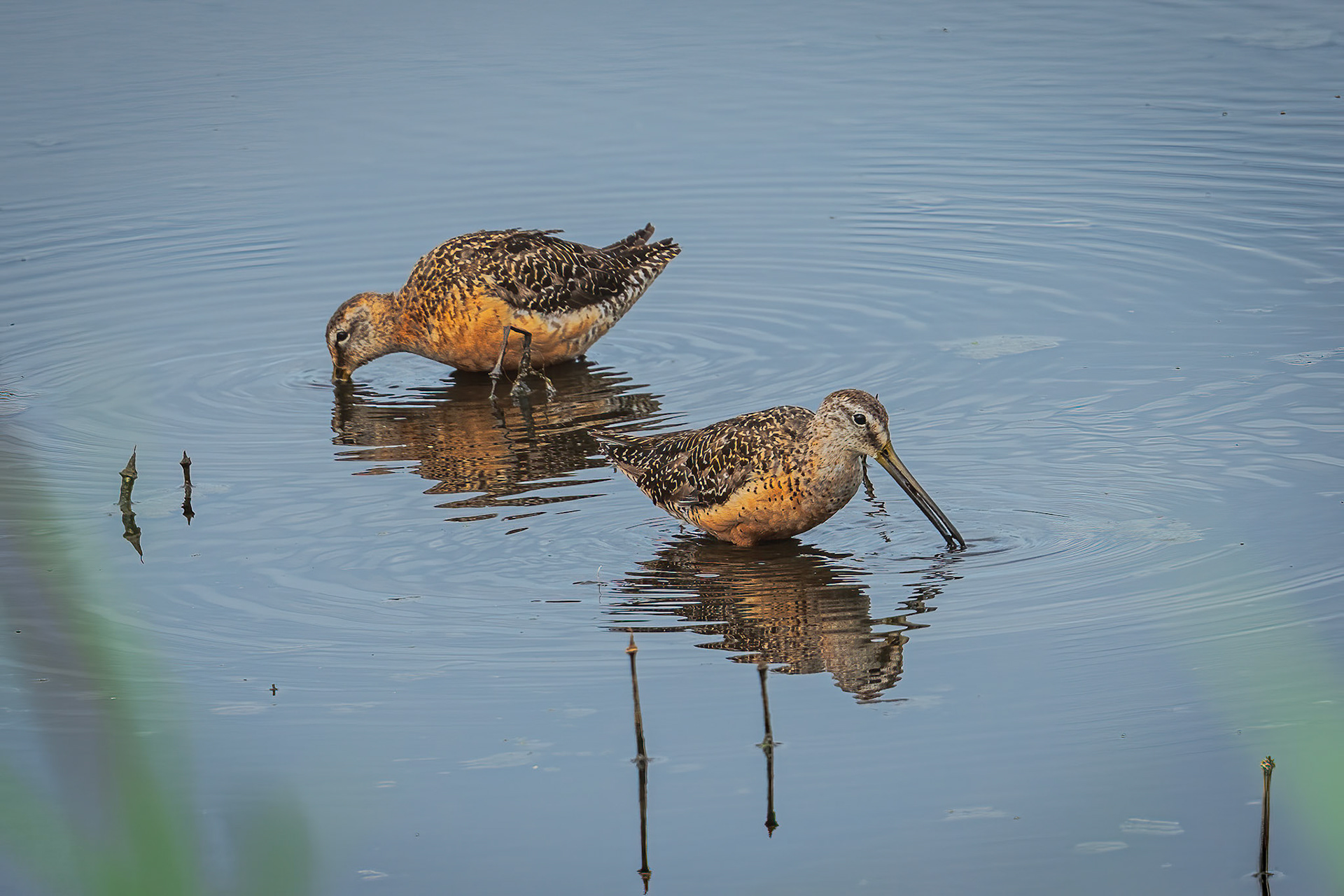 Short billed dowitcher