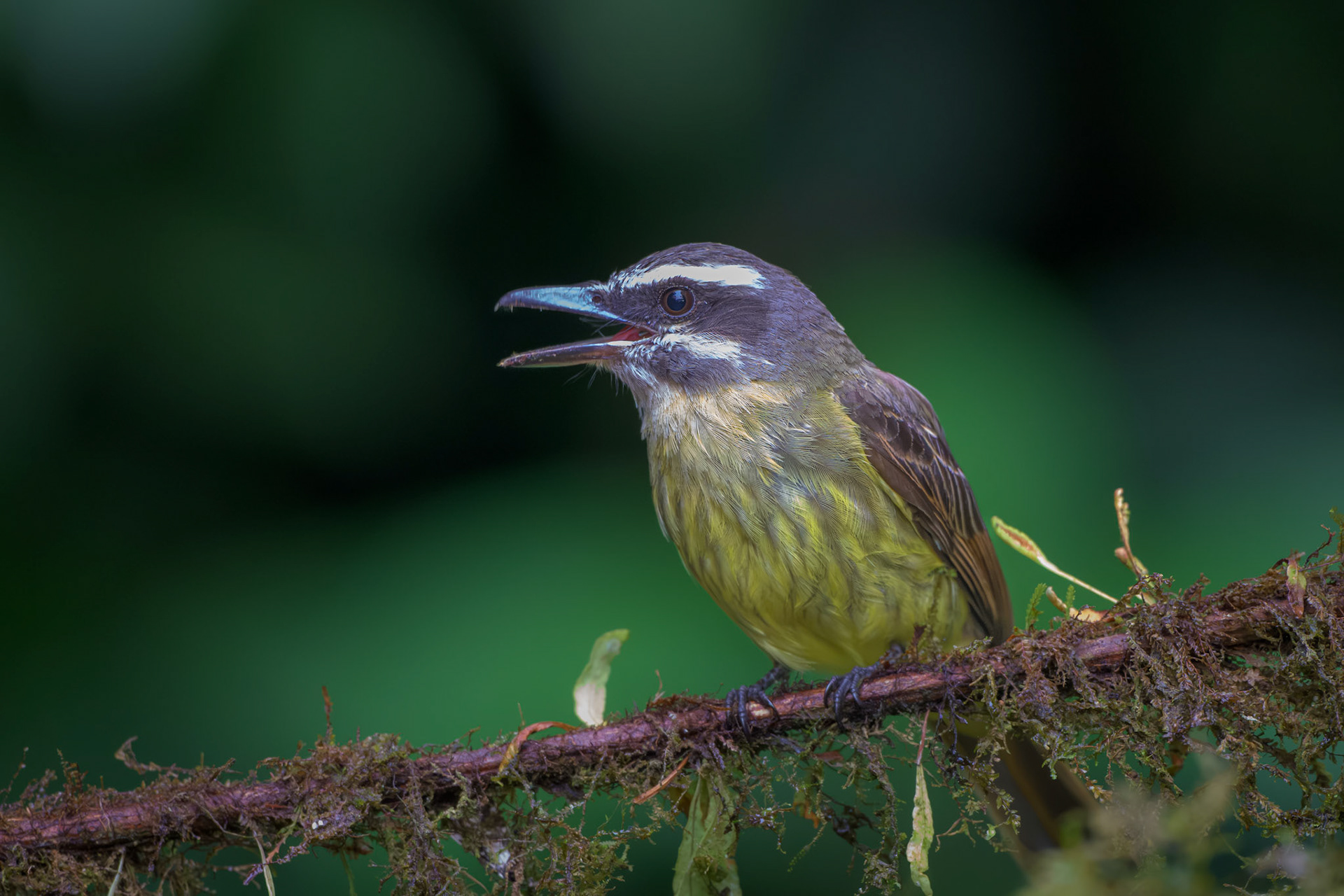 Golden-bellied Flycatcher