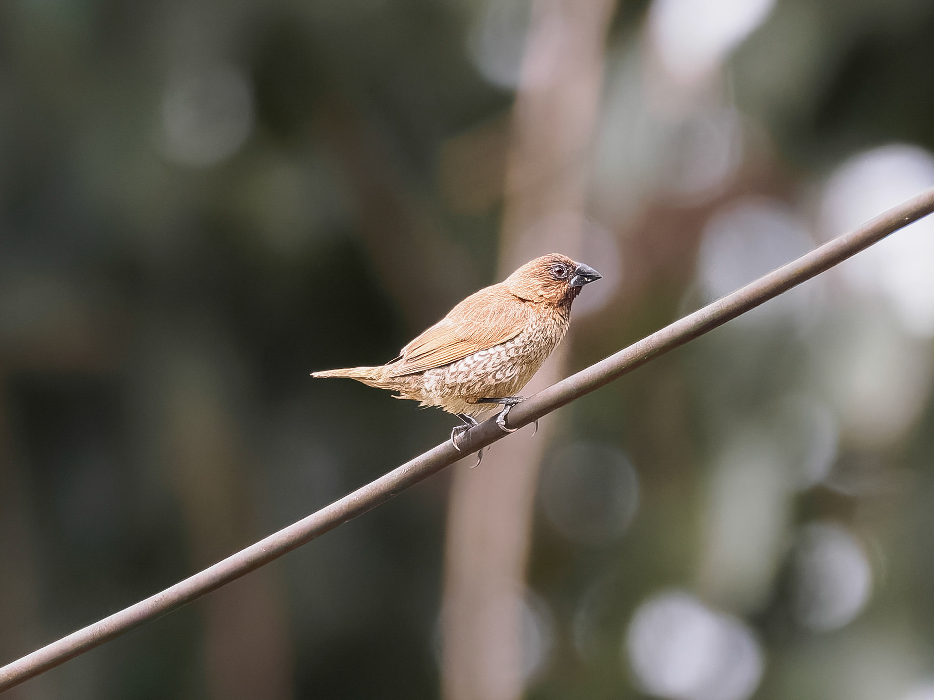 Scaly-breasted Munia