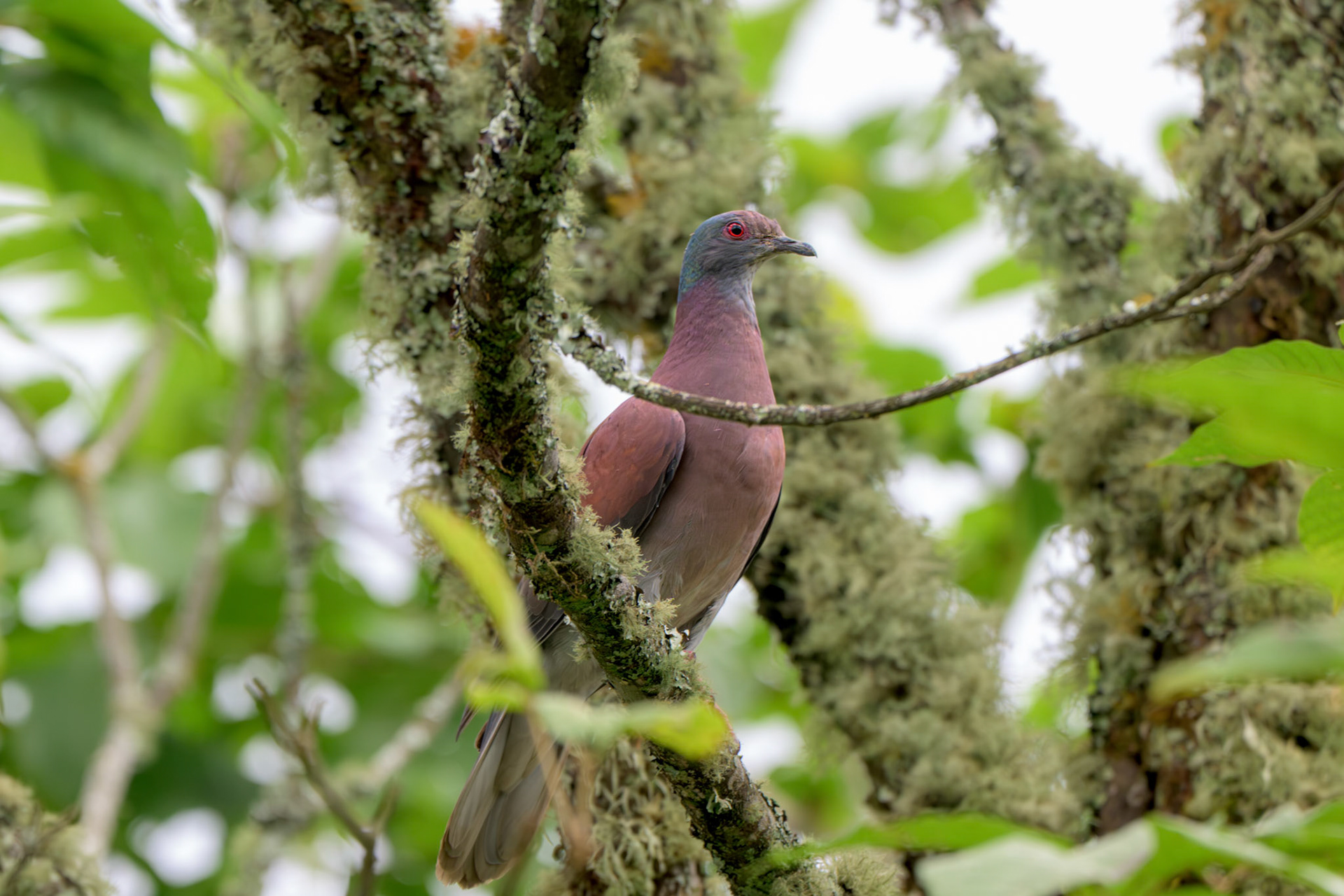 Pale-vented Pidgeon