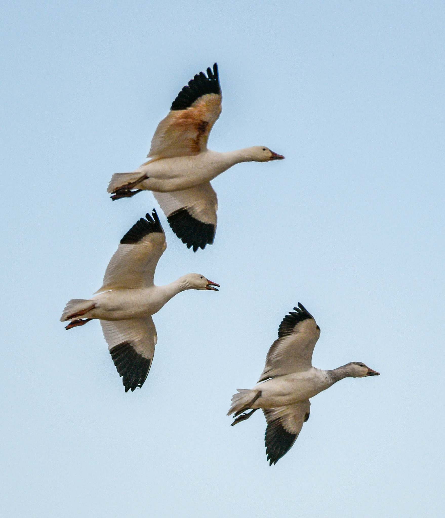 Snow geese